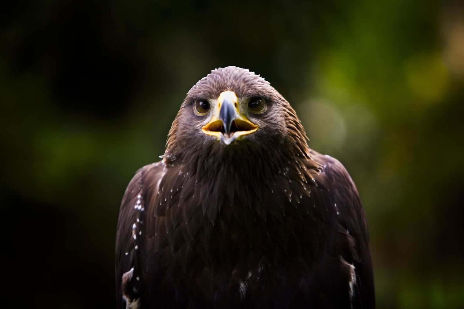 Canon EOS 5D sample photo. Eagle, golden eagle, golden photography