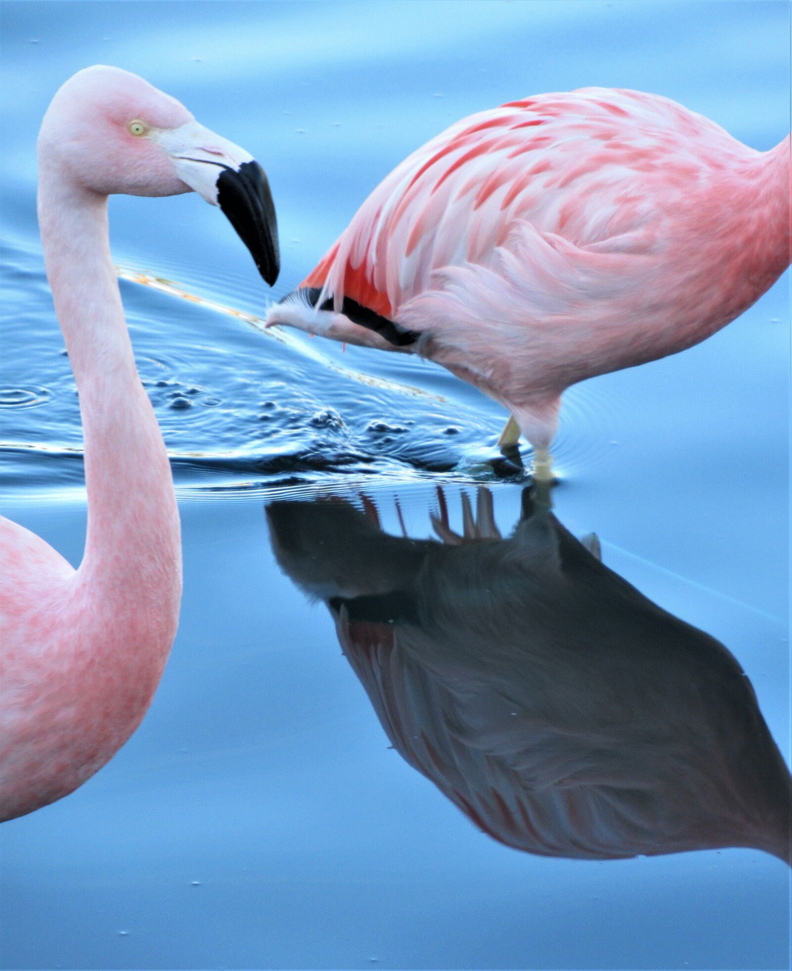 Canon PowerShot SX620 HS sample photo. Disjointed, follower, flamingo photography