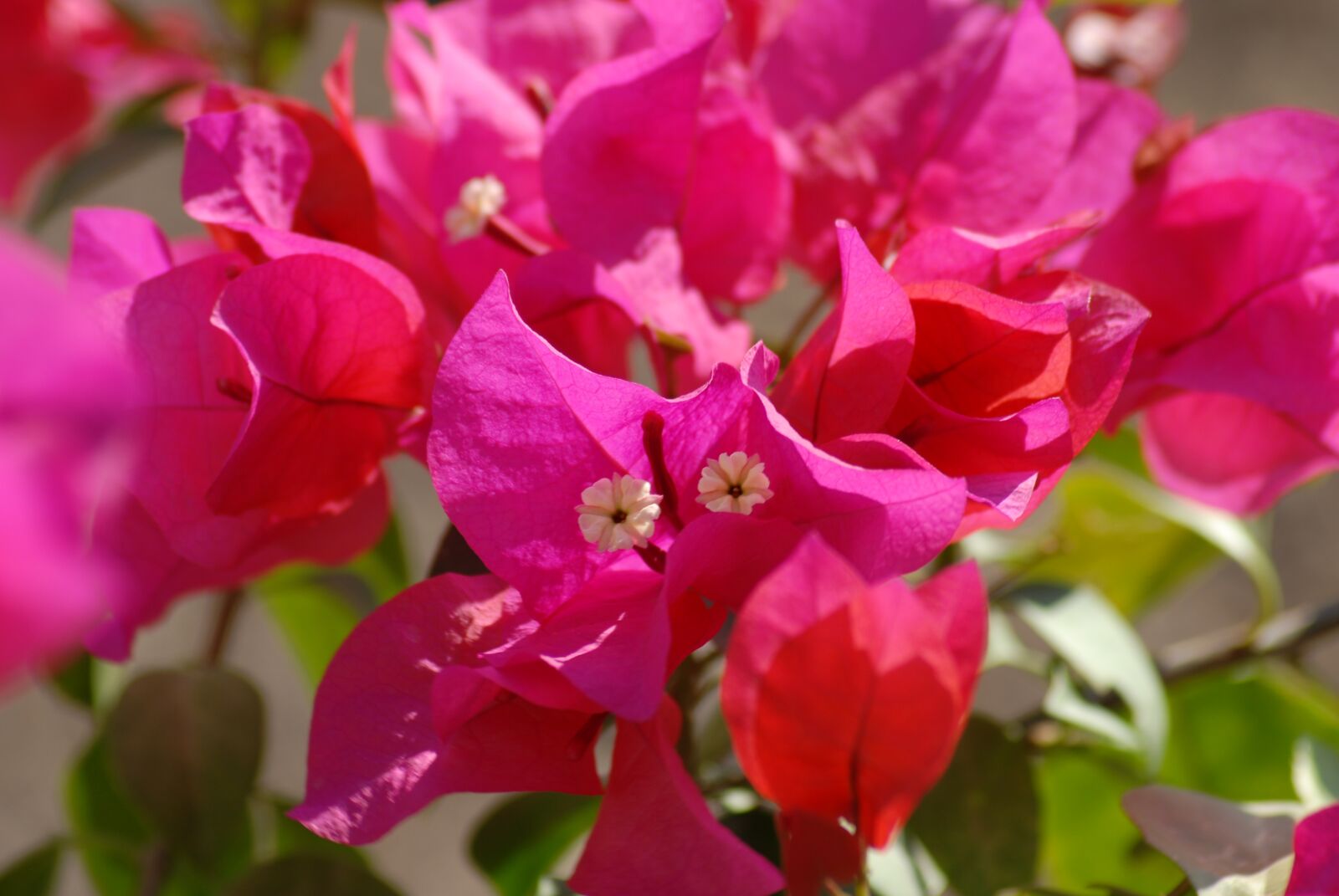 Nikon D200 sample photo. Flowers, tree, buganbilia photography