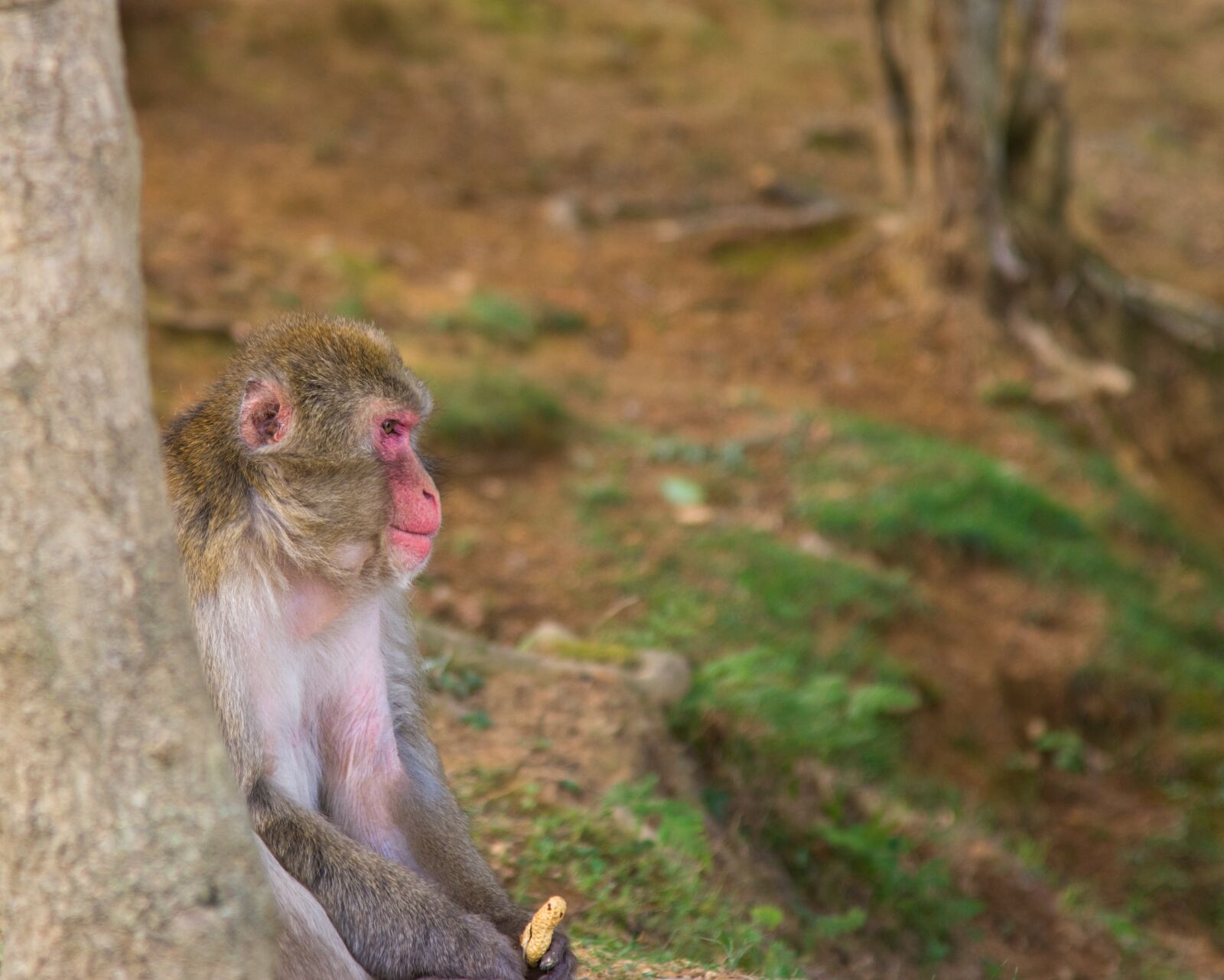 Nikon D7200 sample photo. Animal, monkey, mammal photography
