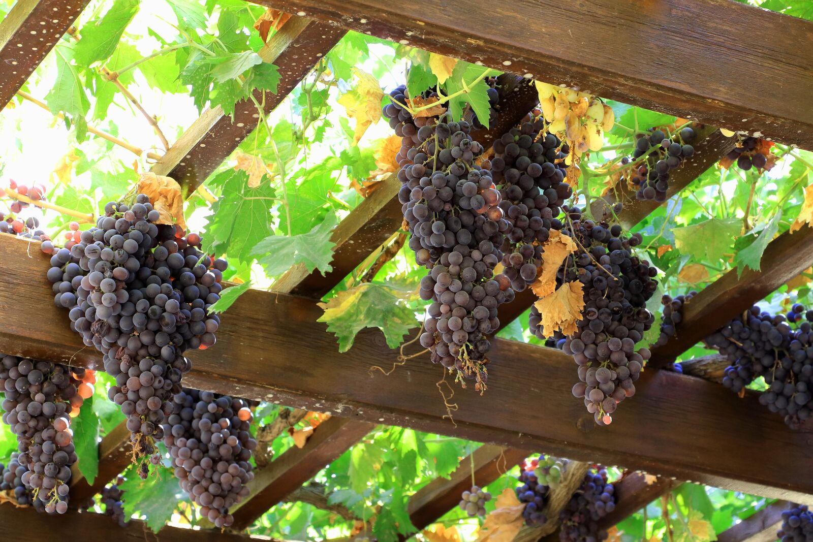 Canon EOS 700D (EOS Rebel T5i / EOS Kiss X7i) sample photo. Grapes, wine, fruit photography