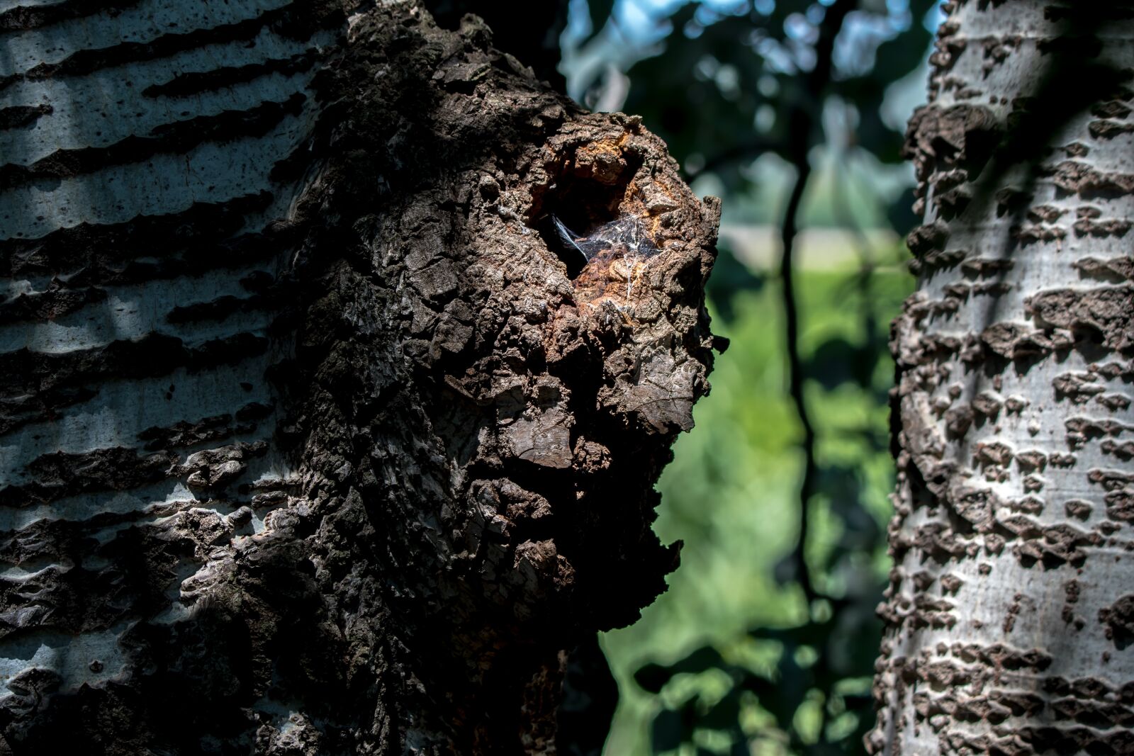 Tamron SP 150-600mm F5-6.3 Di VC USD sample photo. Face, trunk, elephant photography