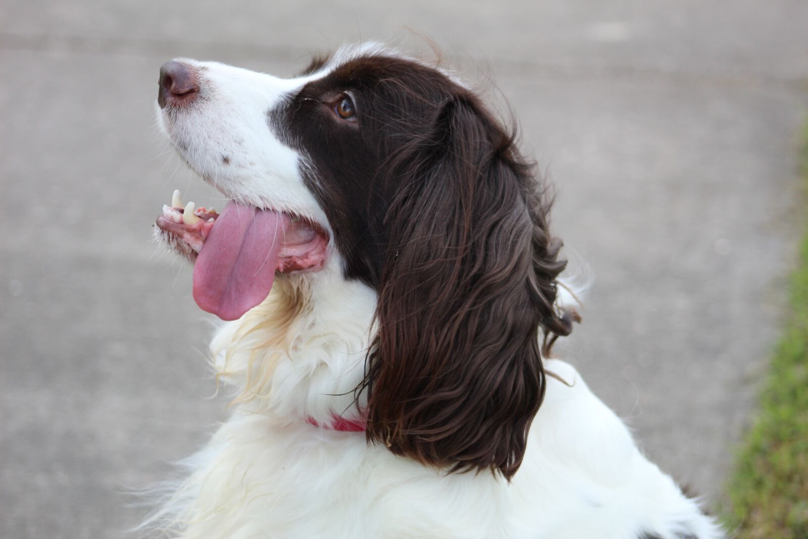 Canon EOS 1300D (EOS Rebel T6 / EOS Kiss X80) sample photo. Spaniel, dog, pet photography
