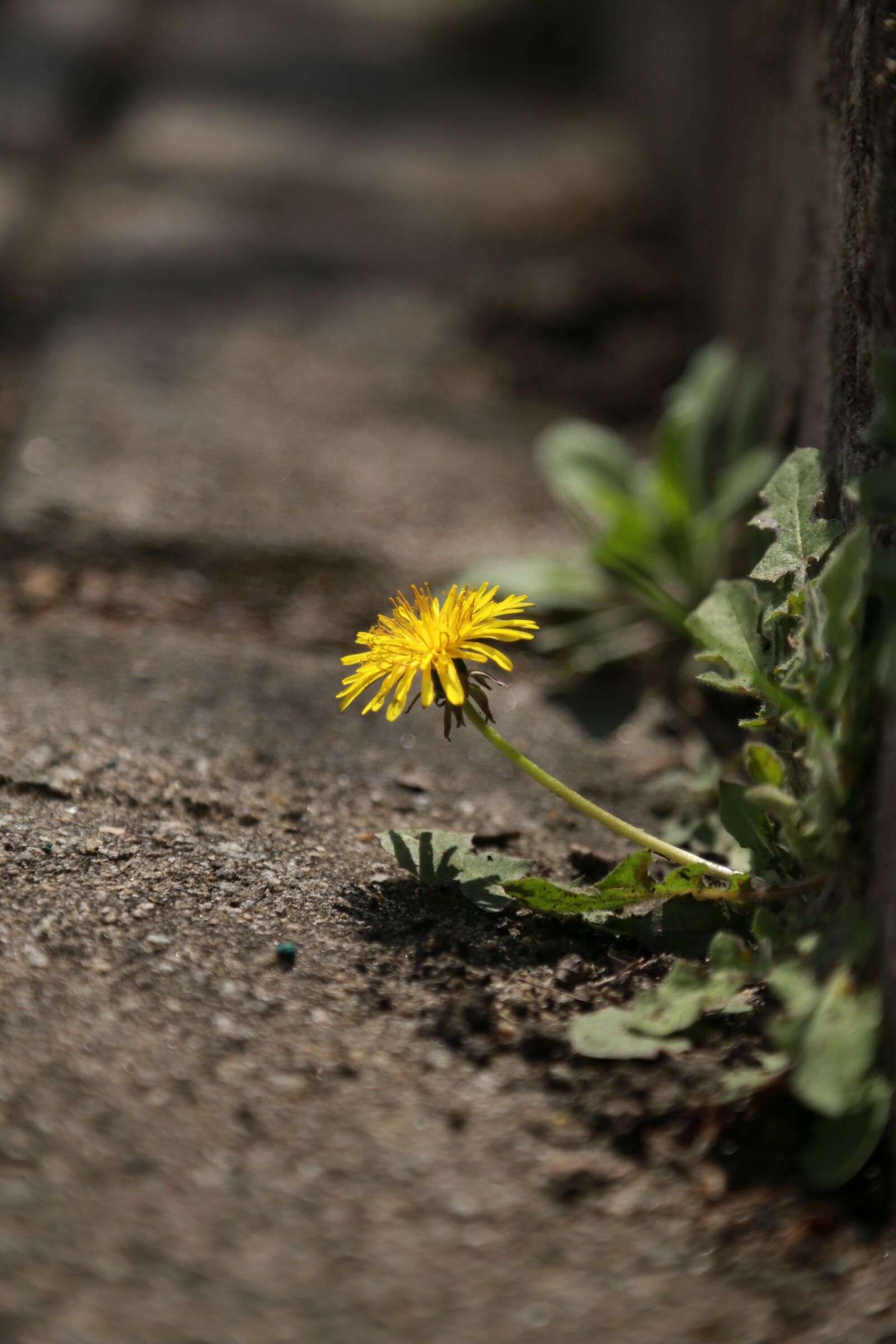 Canon EOS 6D + Canon EF 24-105mm F4L IS USM sample photo. Nature, grass, hayfields photography