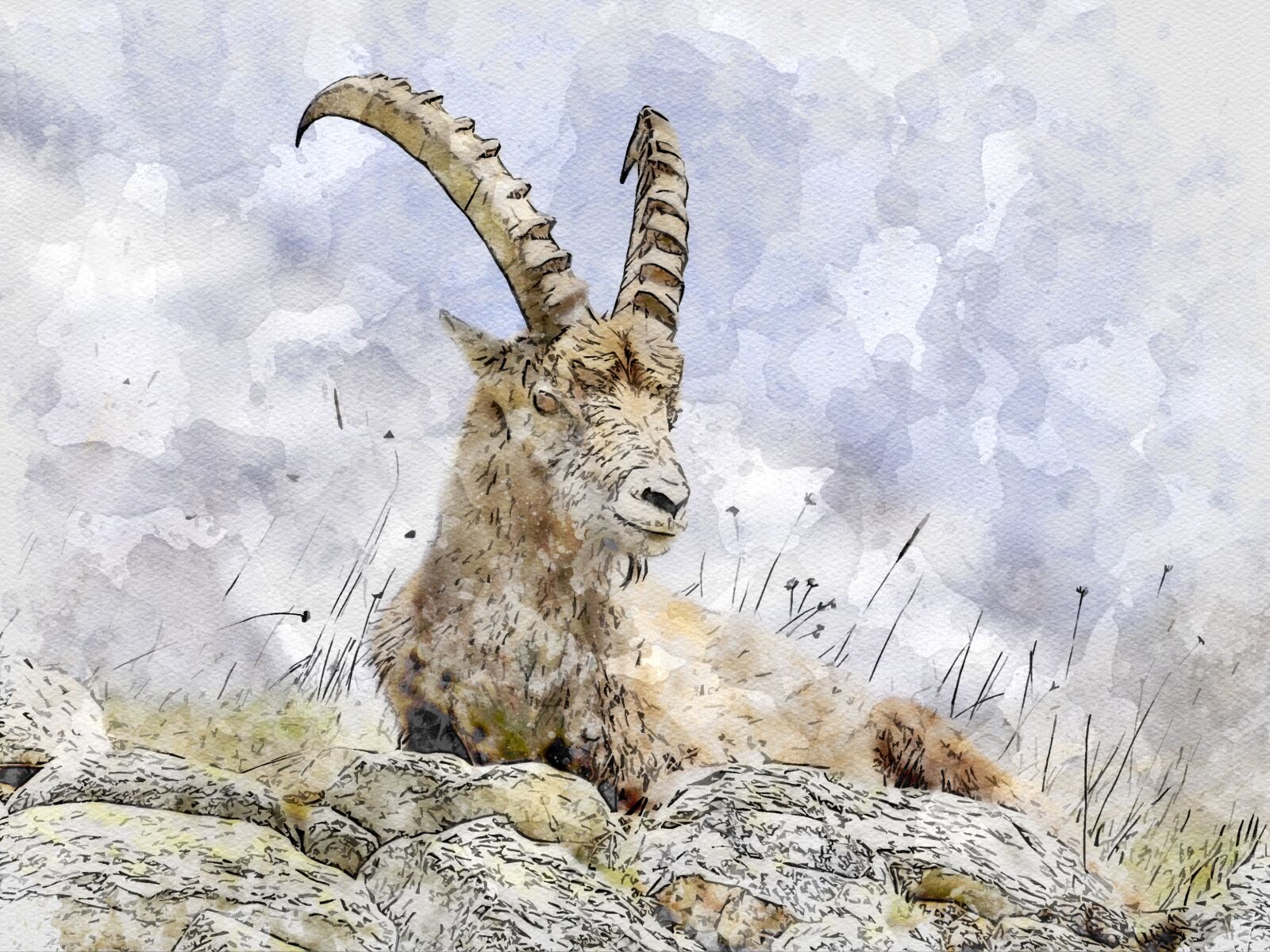 Nikon D90 sample photo. Ibex, animals, mountains photography