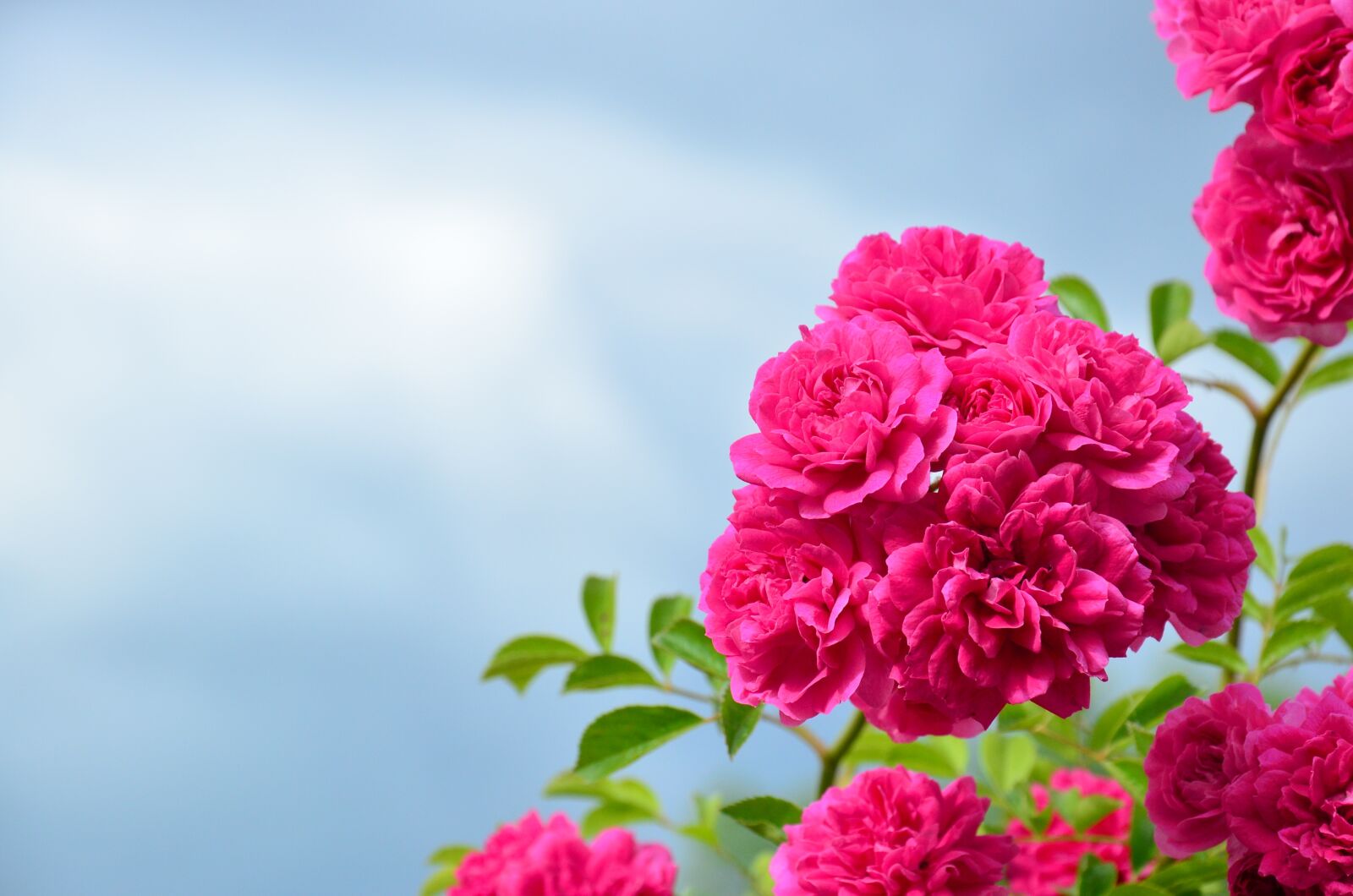 Nikon D5100 sample photo. Roses, monastery of the photography
