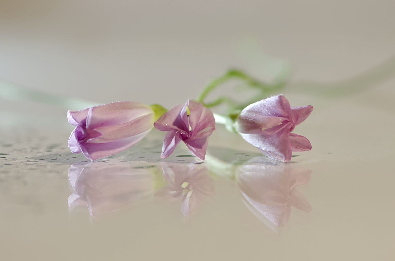 Pentax K-S2 sample photo. Flowers, bindweed, pink photography