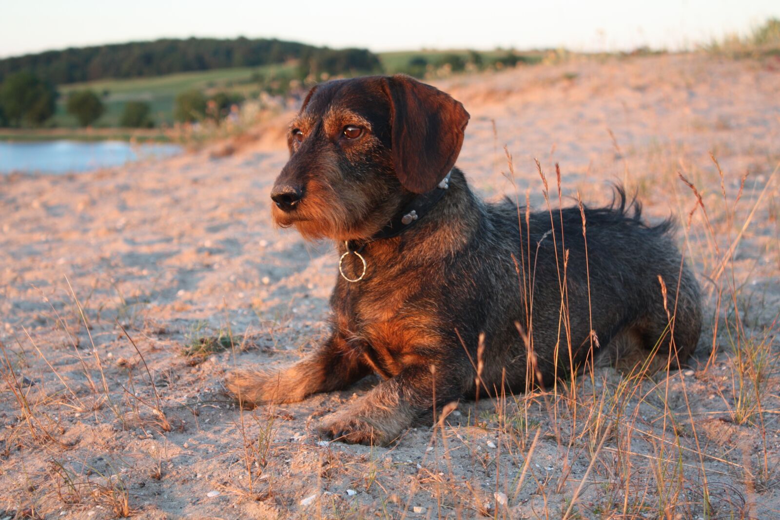 Canon EOS 450D (EOS Rebel XSi / EOS Kiss X2) sample photo. Dachshund, beach, dog photography