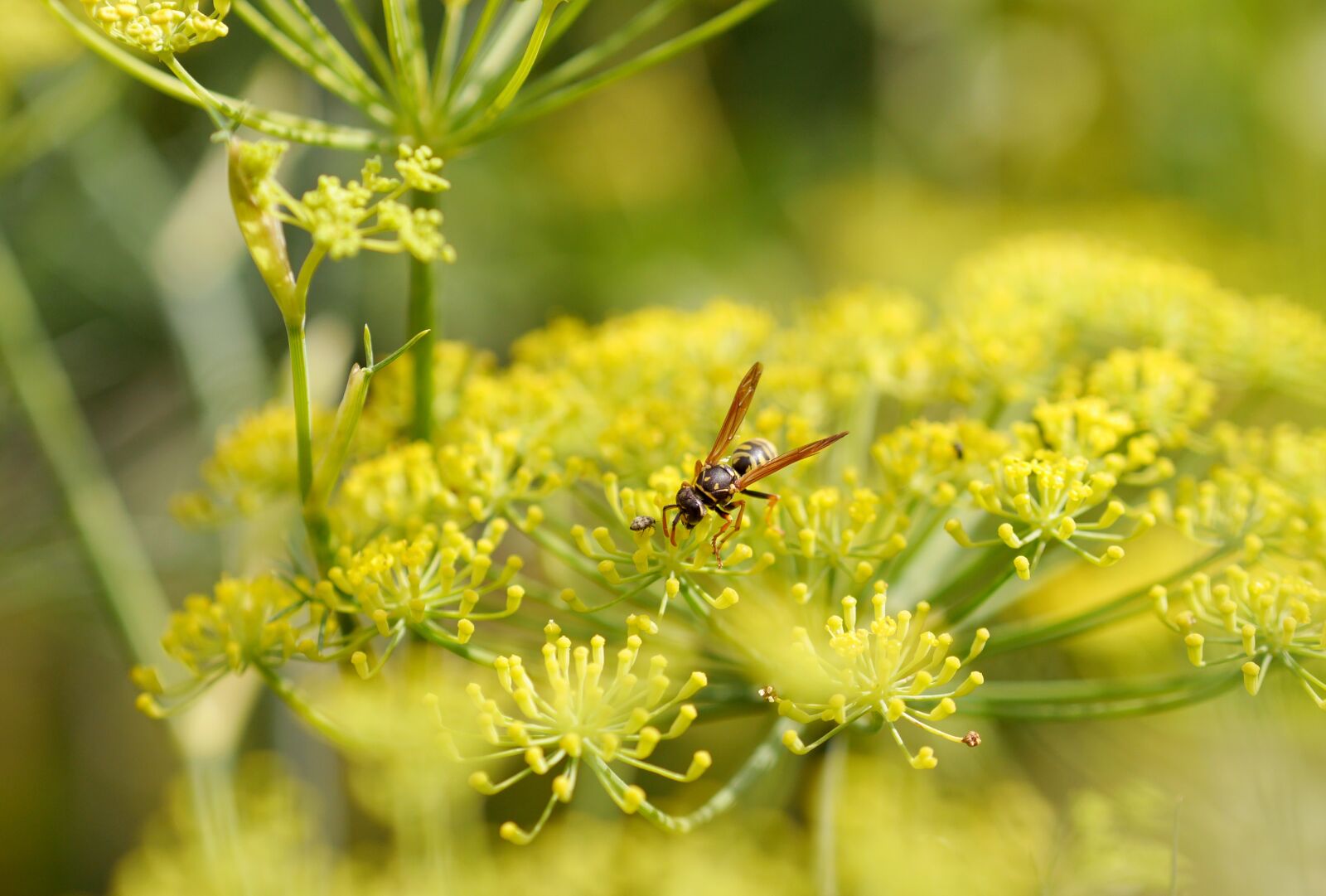 Panasonic Lumix DMC-GH3 sample photo. Wasp, close up, insect photography