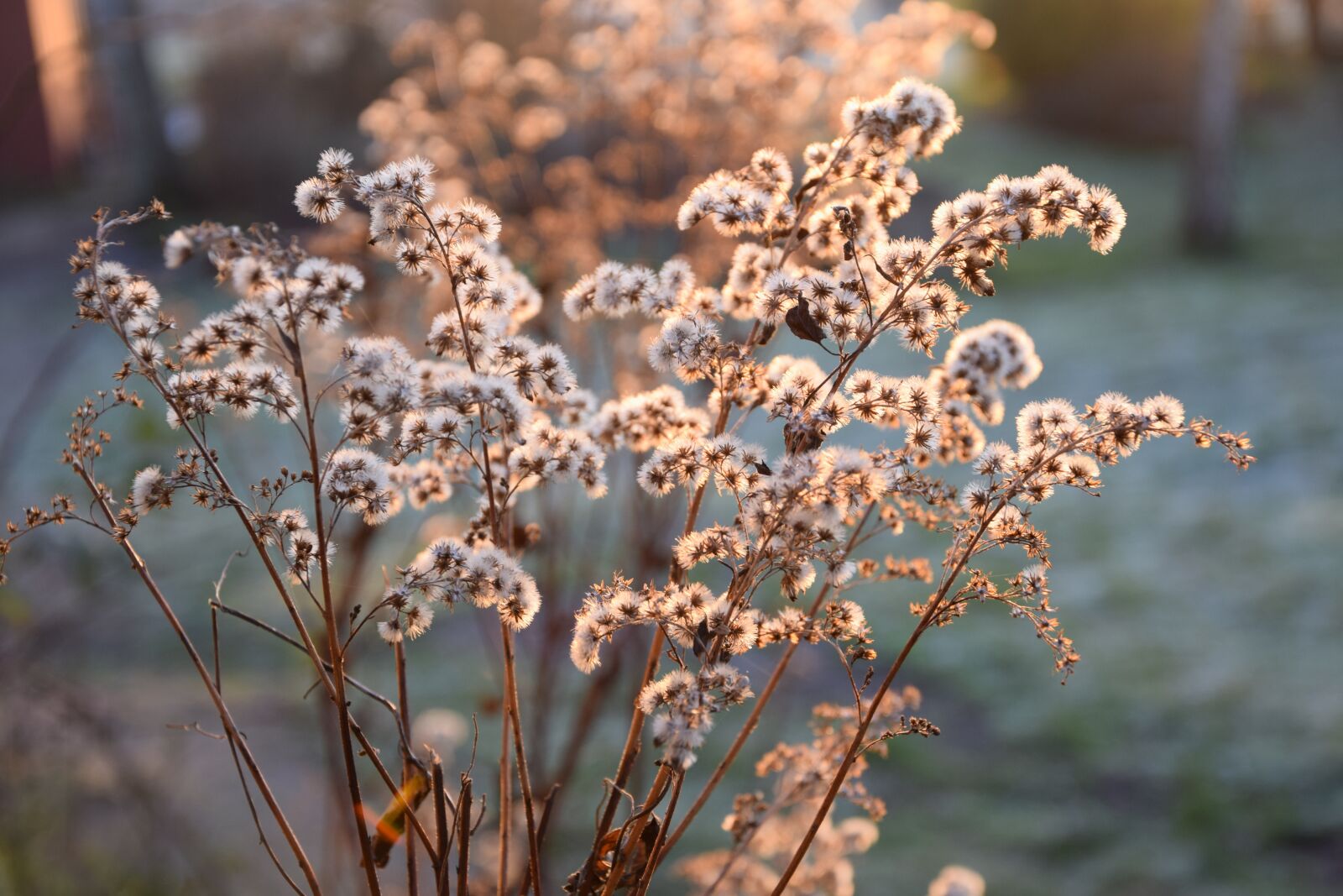 Nikon D3300 sample photo. Plant, winter, nature photography