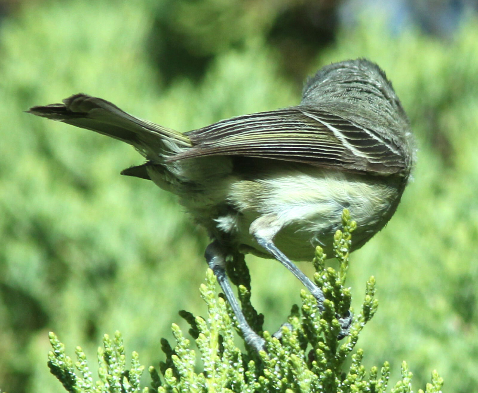 Canon EF 300mm F4L IS USM sample photo