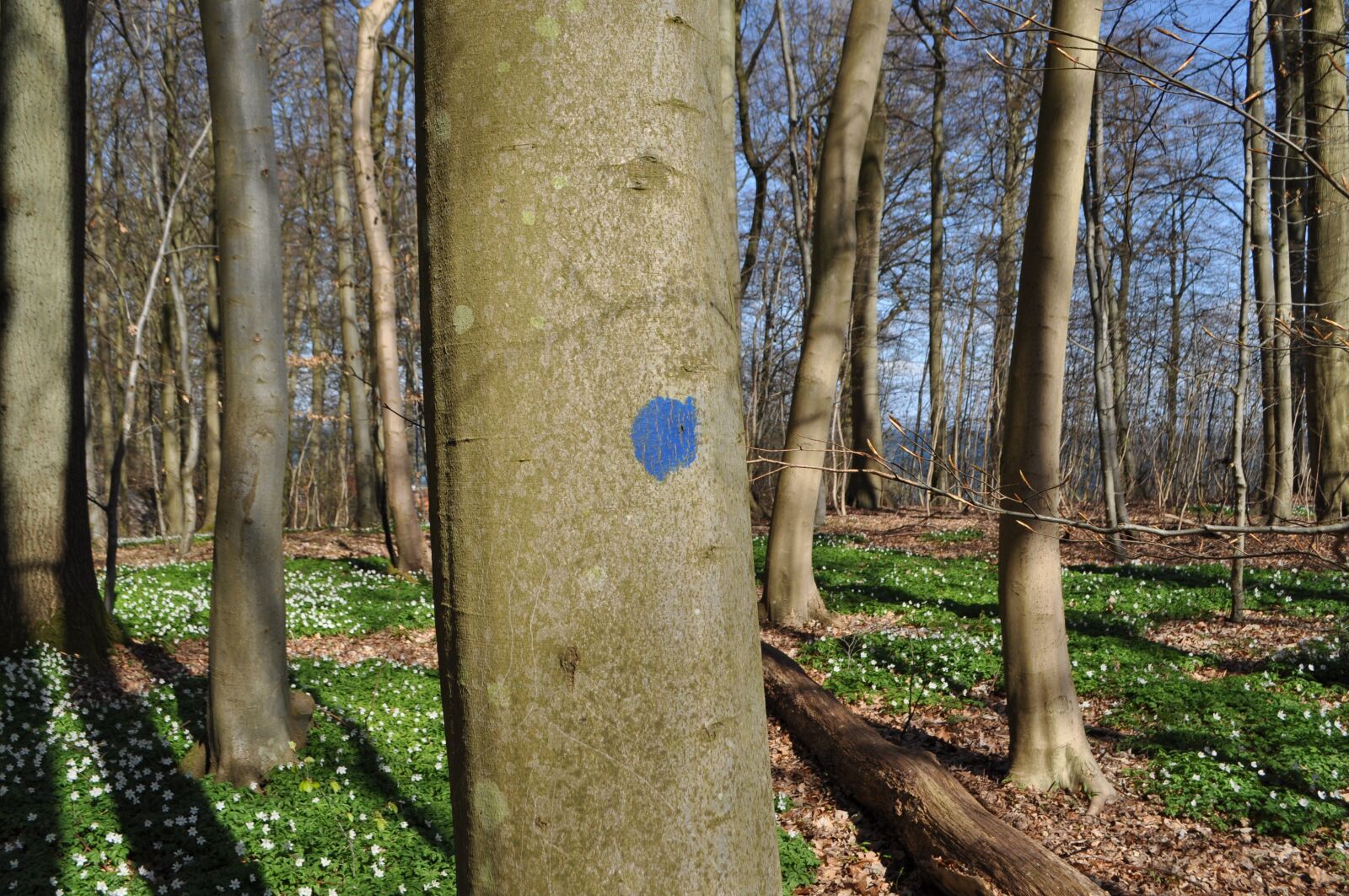 Nikon D5000 sample photo. Sustainability, marking, blue mark photography