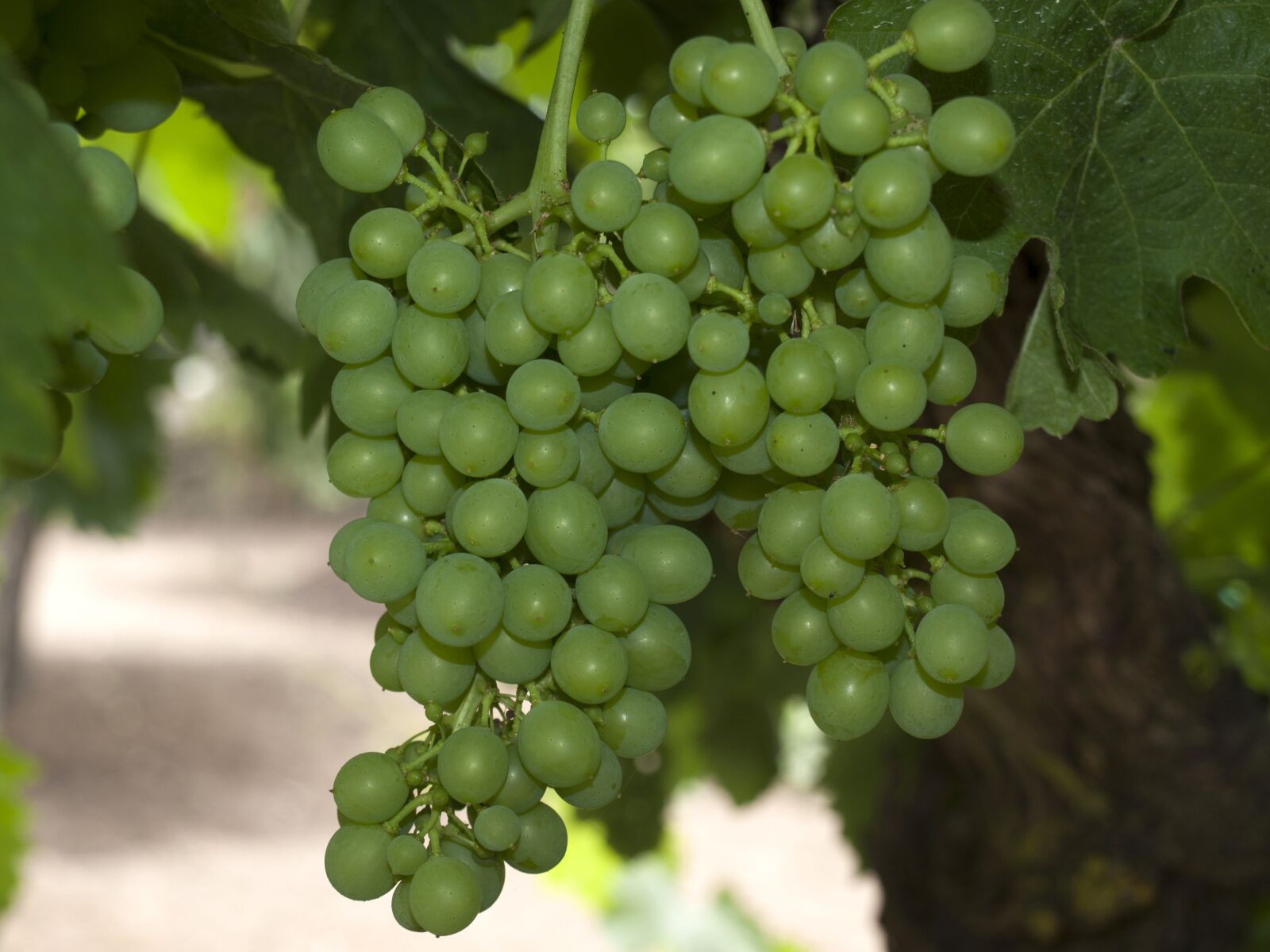 OLYMPUS 14-42mm Lens sample photo. Grapes, grapevine, fruit photography