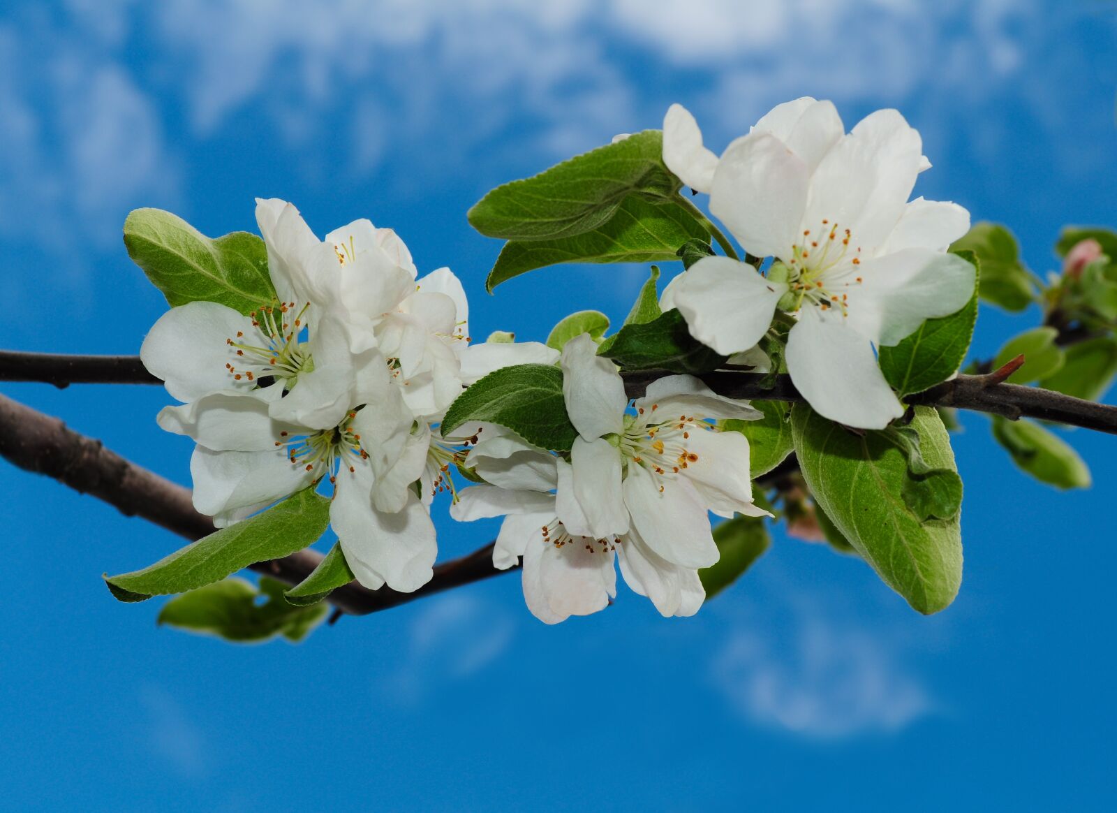 Nikon D5000 sample photo. Flowers, apple, blossoming photography
