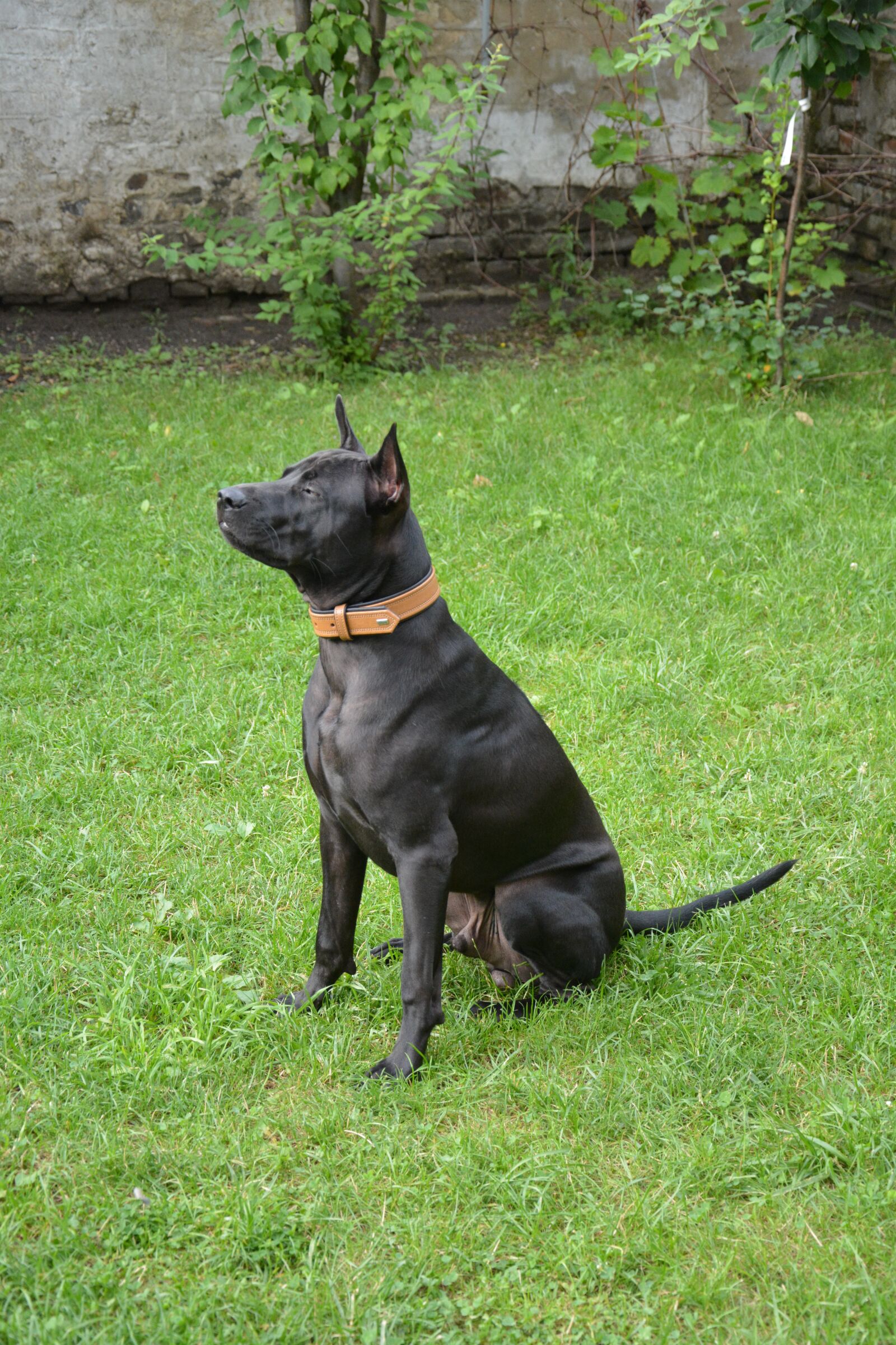 Nikon D5200 sample photo. Dog, enjoy the sun photography