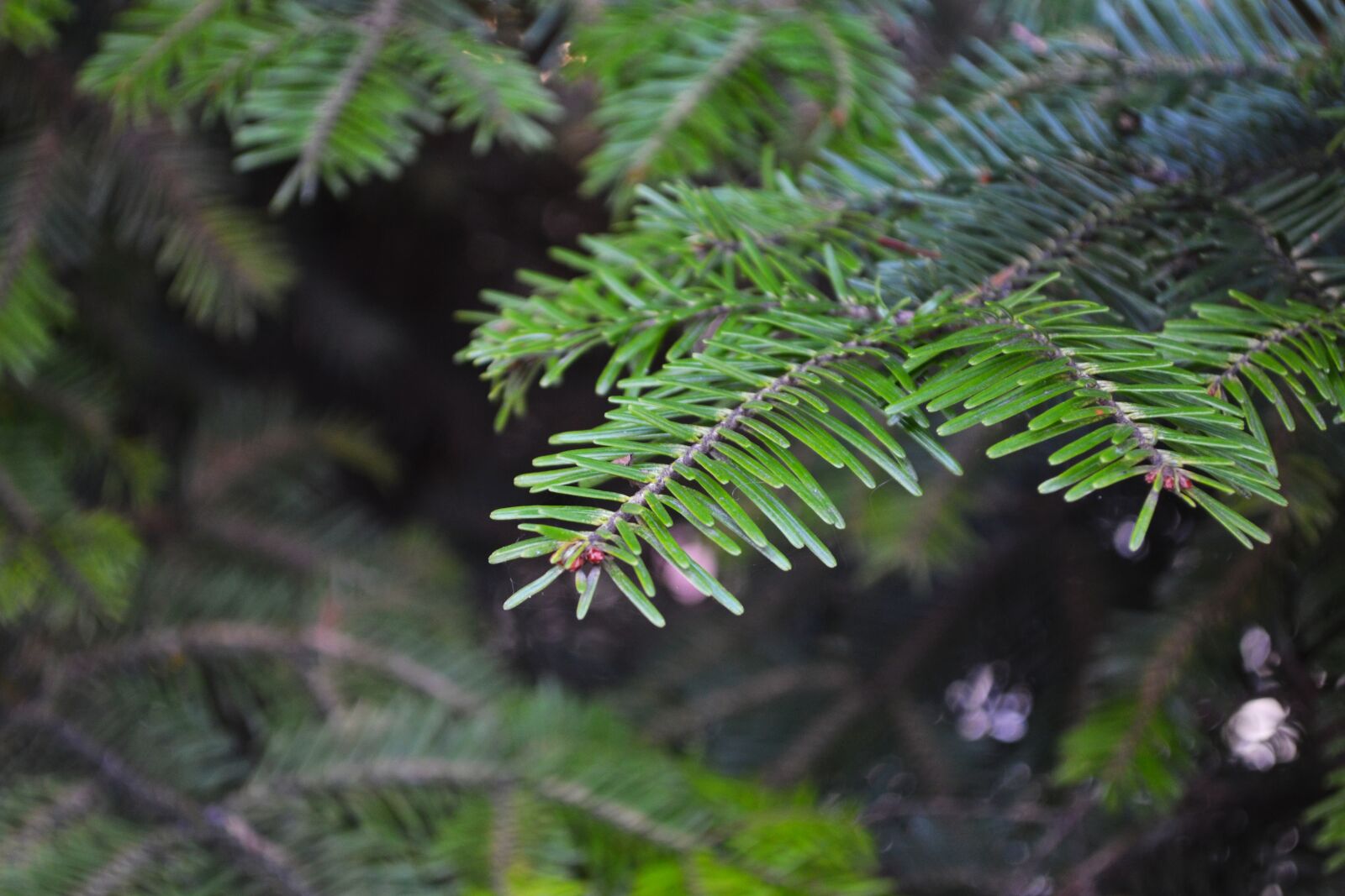 Nikon D3100 sample photo. Nature, green, forest photography