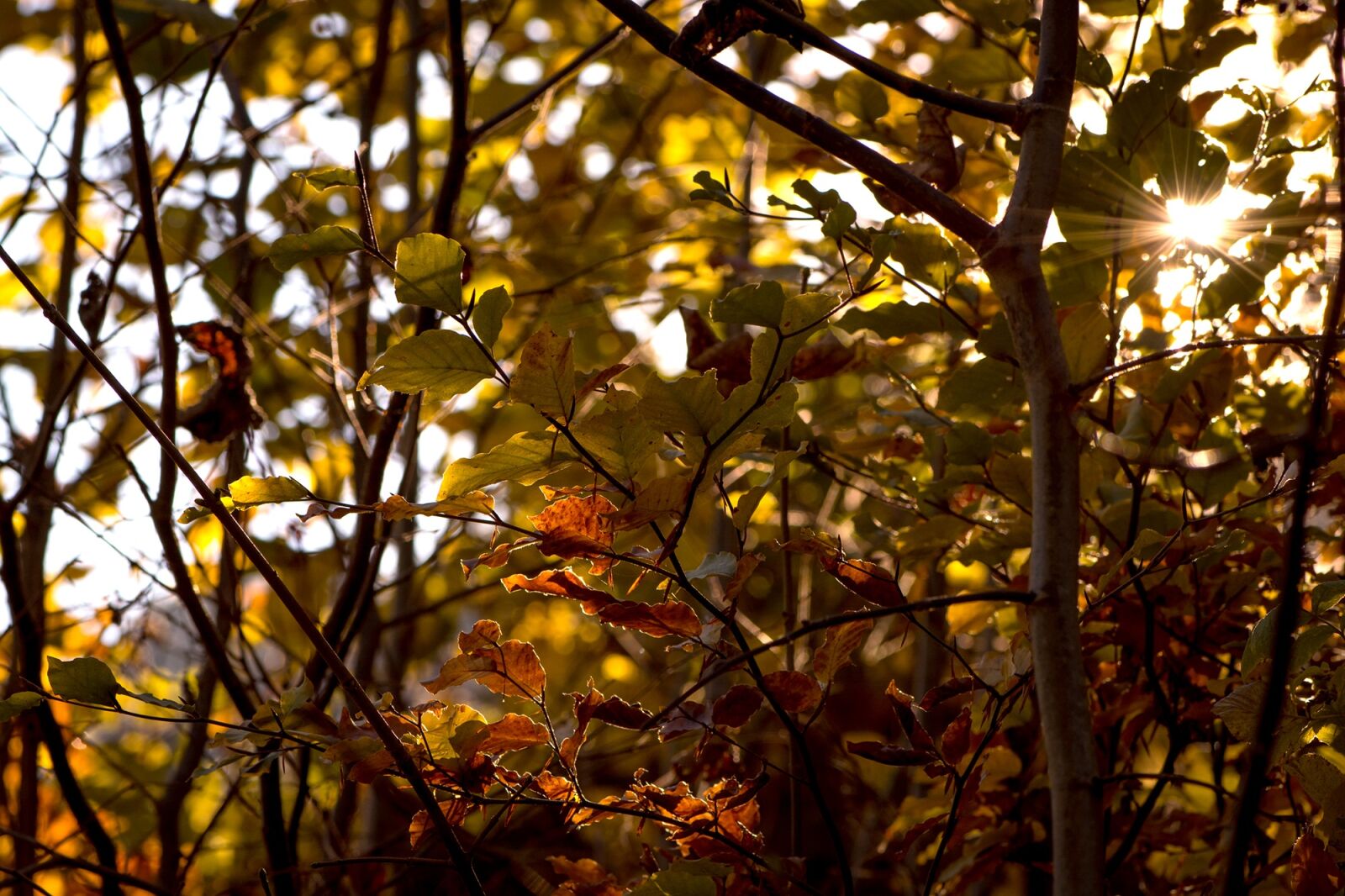 Nikon D7100 sample photo. Autumn, leaves, aesthetic photography