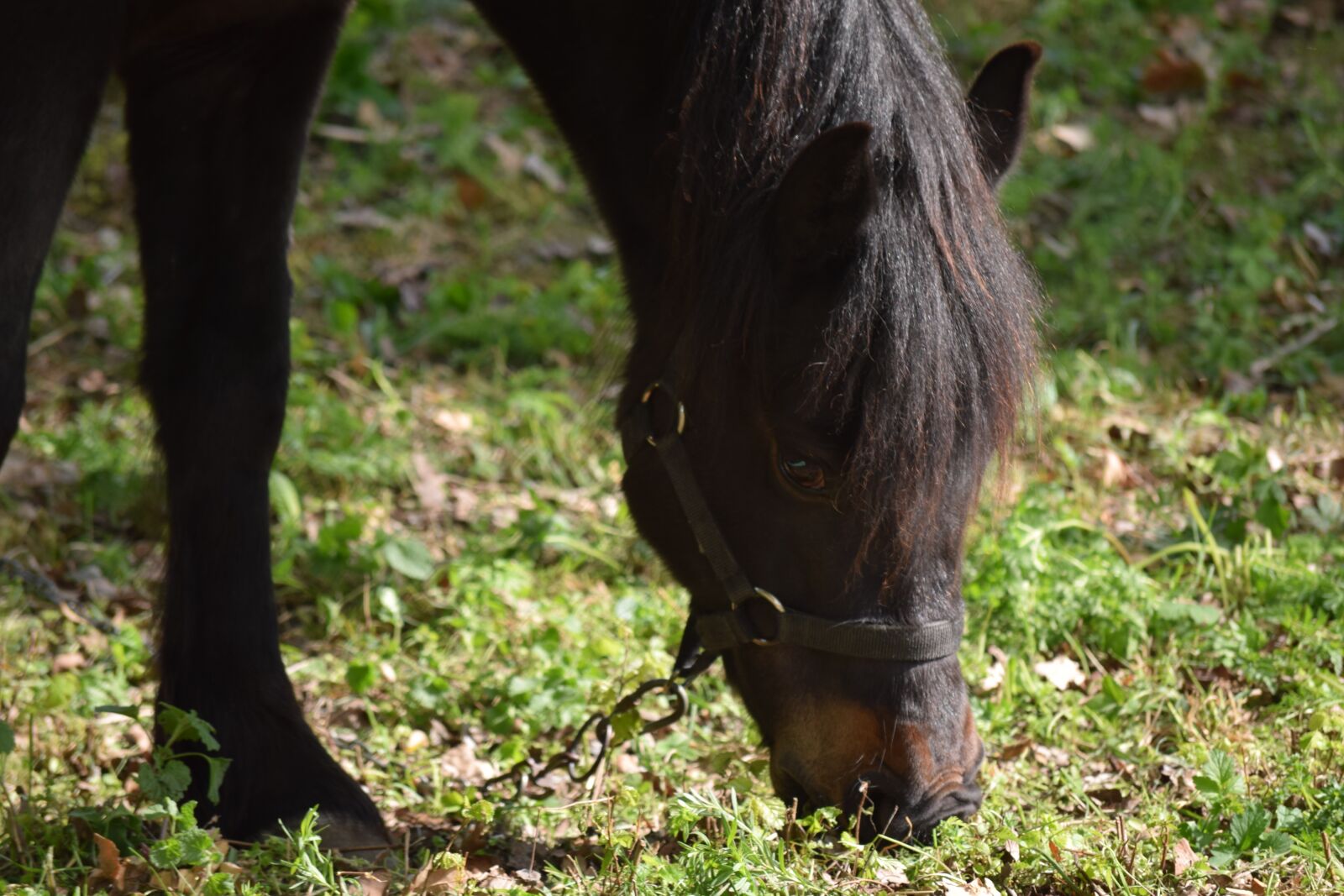 Nikon D3300 sample photo. Horse, black, animal photography