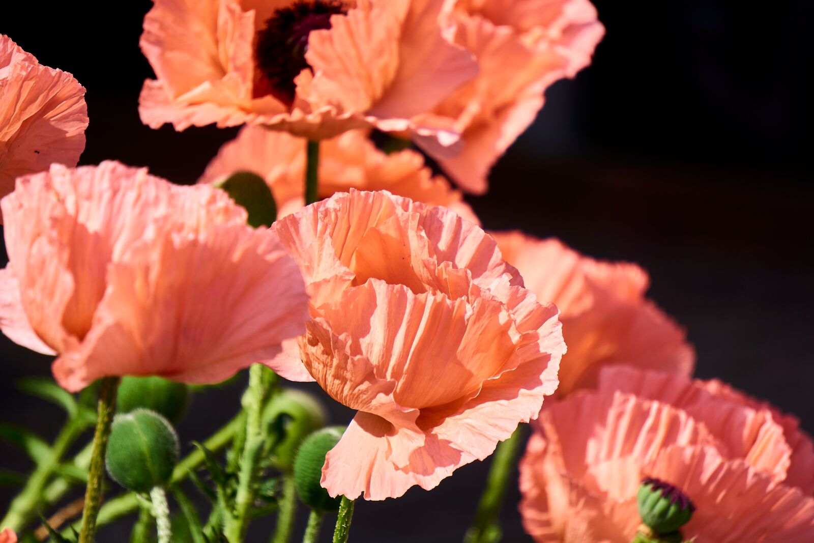 Sony E 55-210mm F4.5-6.3 OSS sample photo. Klatschmohn, plant, flower photography