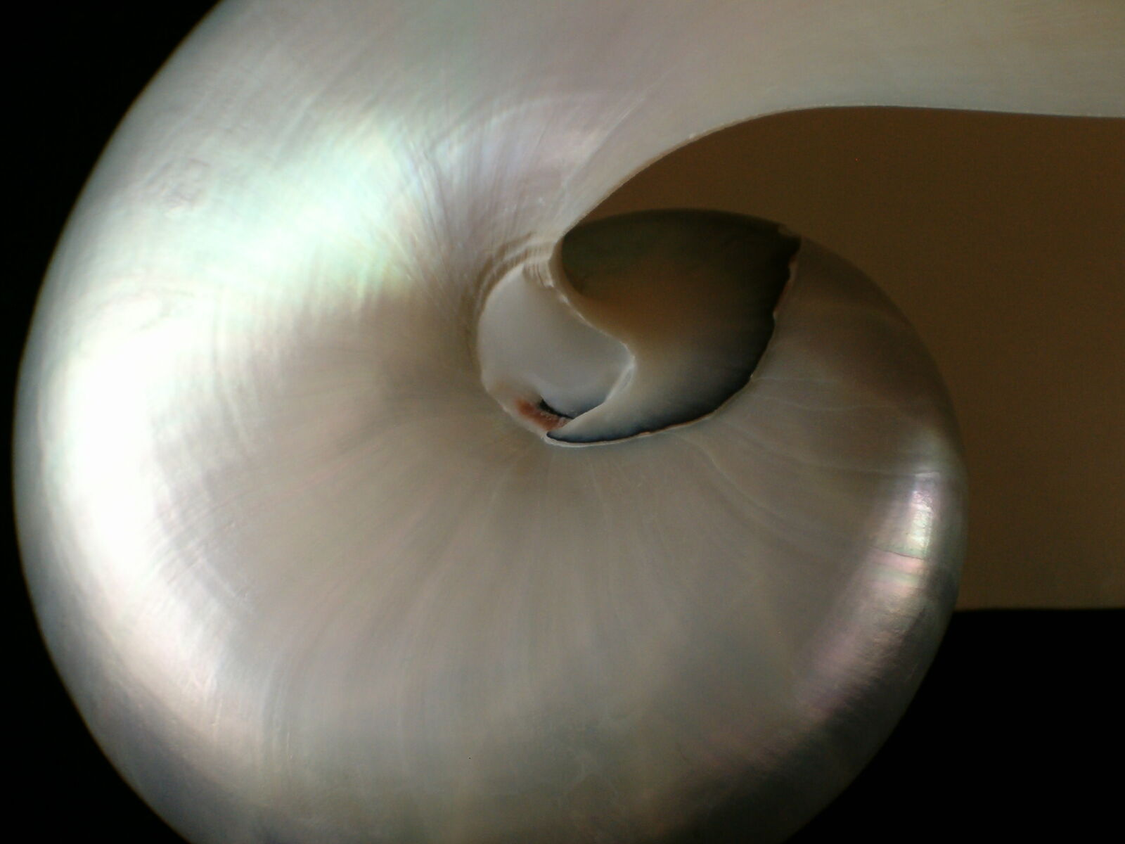 HP PHOTOSMART 735 sample photo. Nautilus, pearl, sea, shell photography