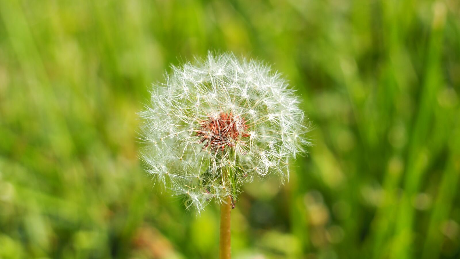Olympus OM-D E-M10 II sample photo. Dandelion, plant, nature photography