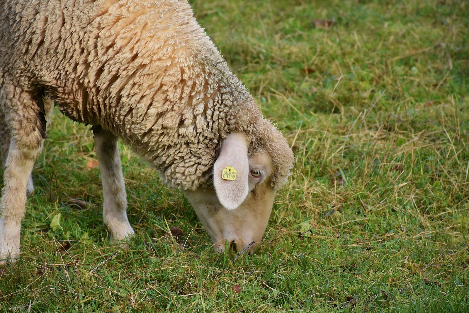Nikon D7200 sample photo. Sheep, white, animal photography