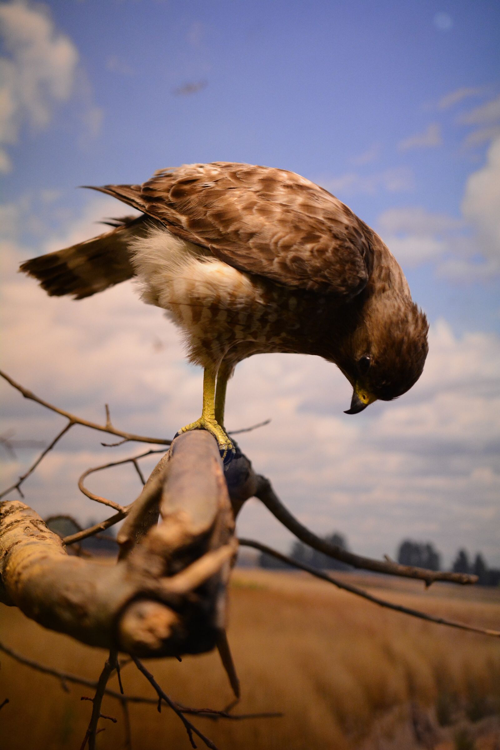 Nikon D7100 sample photo. Bird, hawk, nature photography
