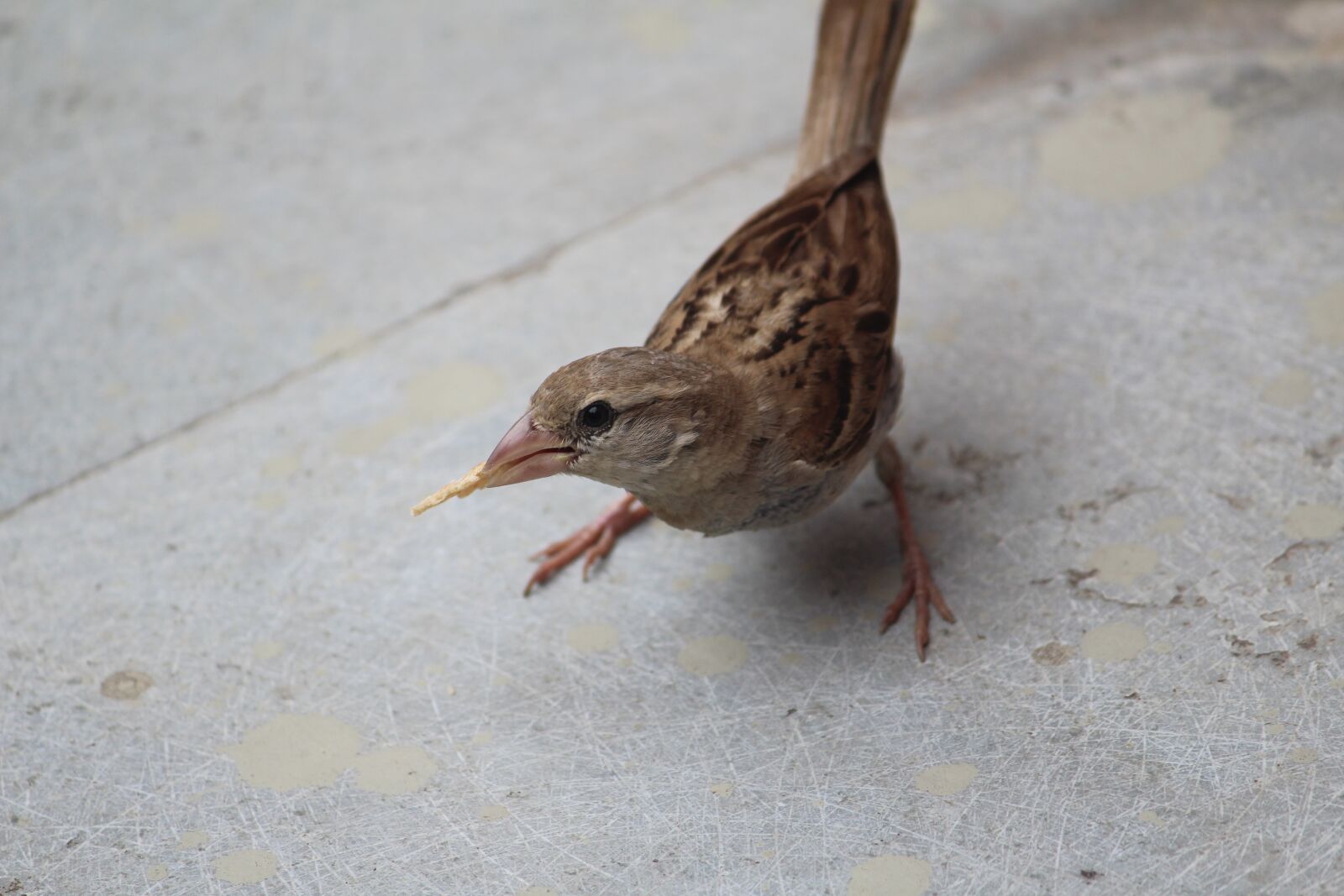 Canon EOS 1200D (EOS Rebel T5 / EOS Kiss X70 / EOS Hi) sample photo. Sparrow, bird, innocent photography