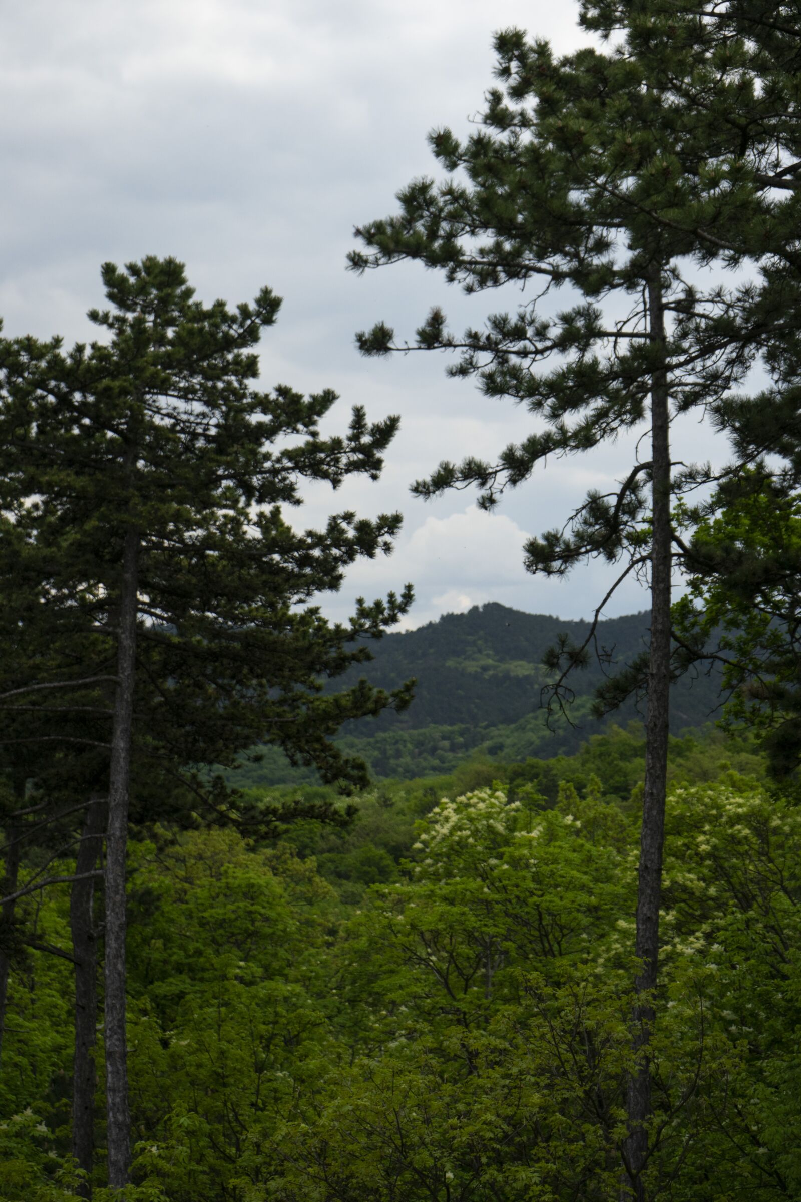 Sony a7 II + Sony FE 28-70mm F3.5-5.6 OSS sample photo. Pine, wood, forest photography