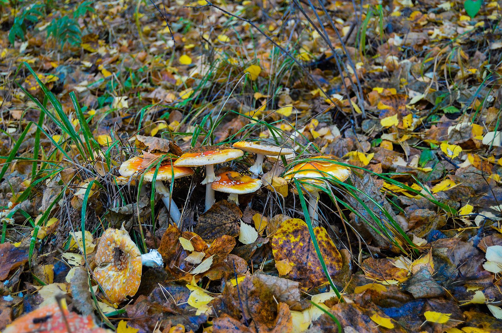 Nikon D3200 sample photo. Autumn, forest, yellow forest photography