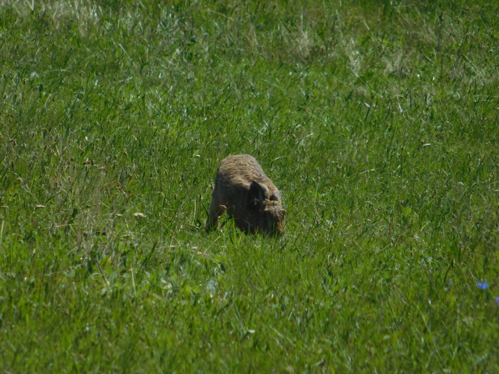 Nikon Coolpix L840 sample photo. Animal, grass, wildlife, rabbit photography