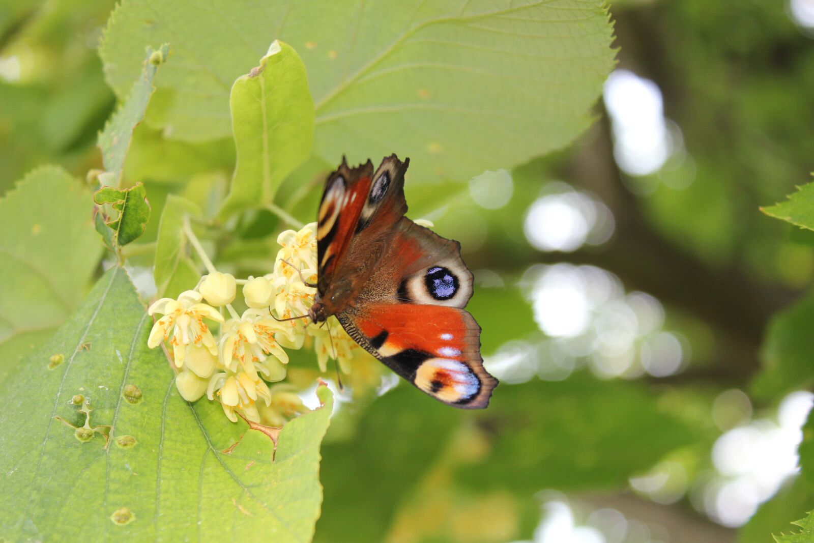 Canon EF-S 18-55mm F3.5-5.6 IS sample photo. Butterfly, butterfly flower, wings photography