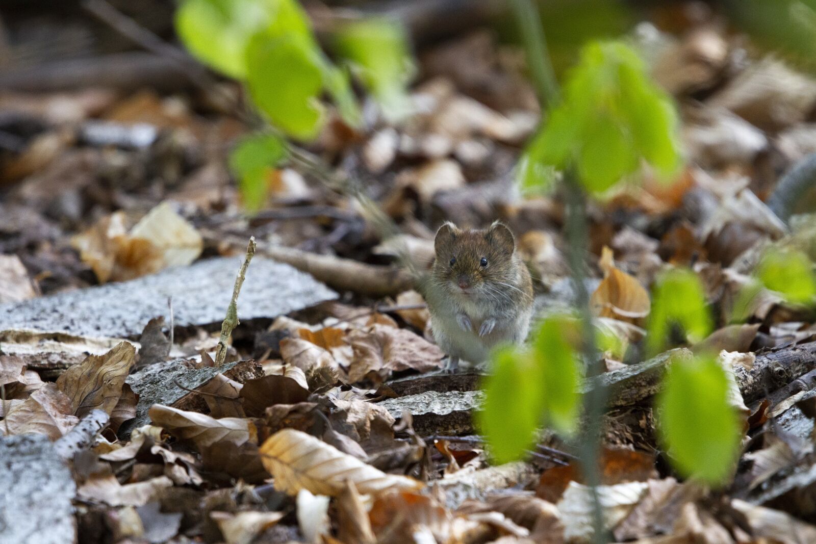 Sigma 100-400mm F5-6.3 DG OS HSM sample photo. Mouse, animal, rodent photography
