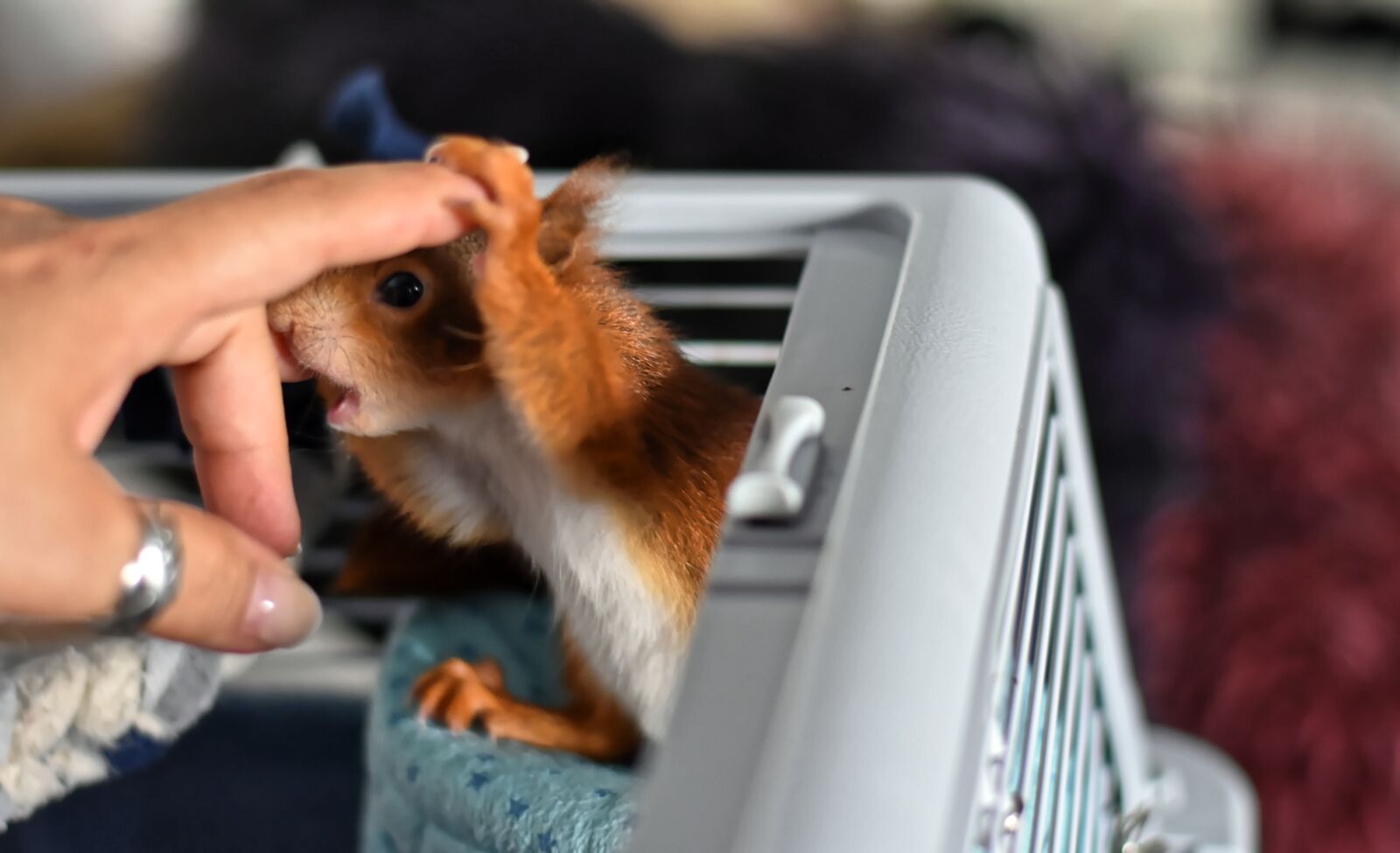 Nikon D7200 sample photo. Squirrel, cheeky monkey, young photography