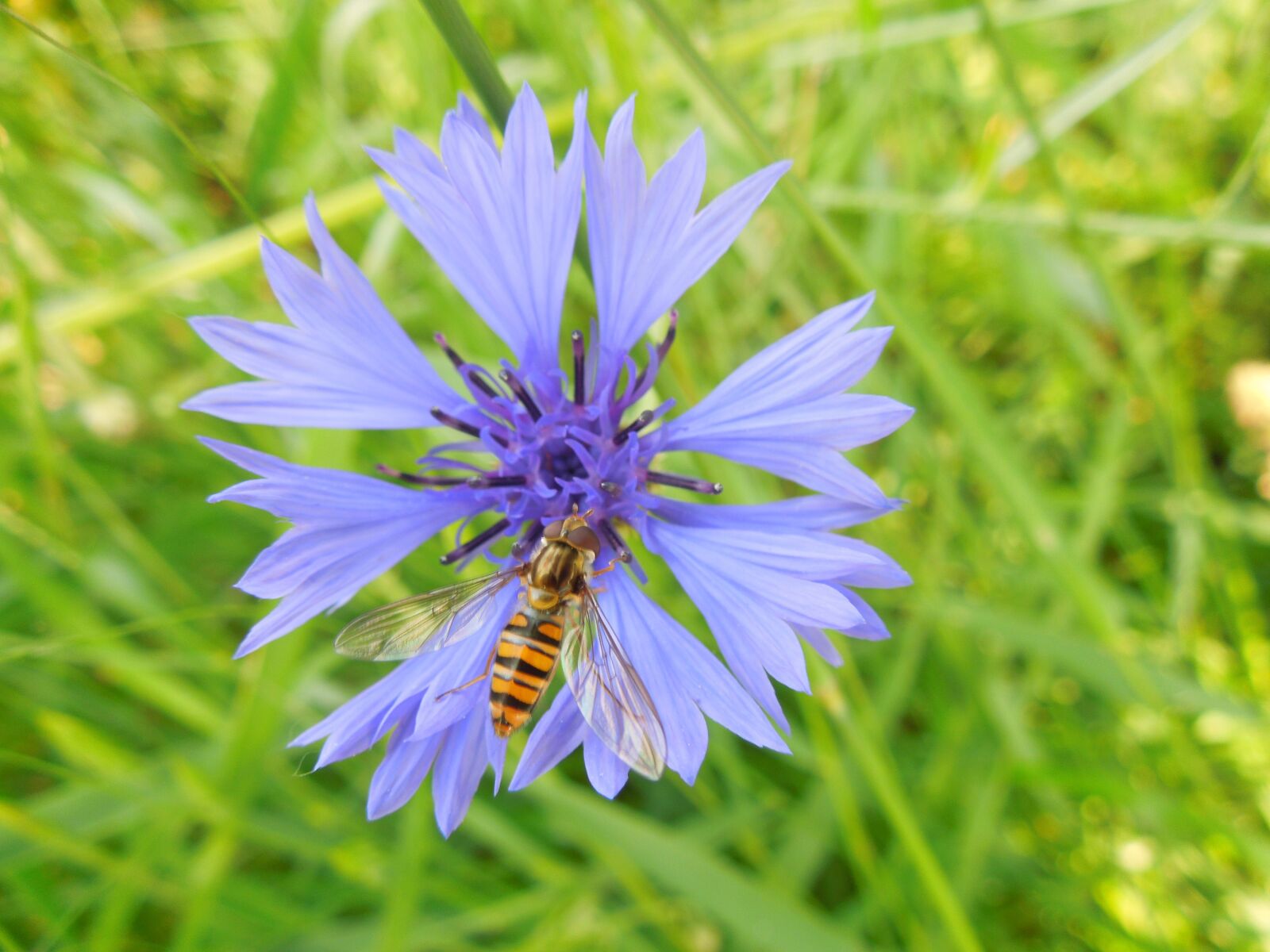 Nikon Coolpix S8200 sample photo. Cornflower, insect, blossom photography