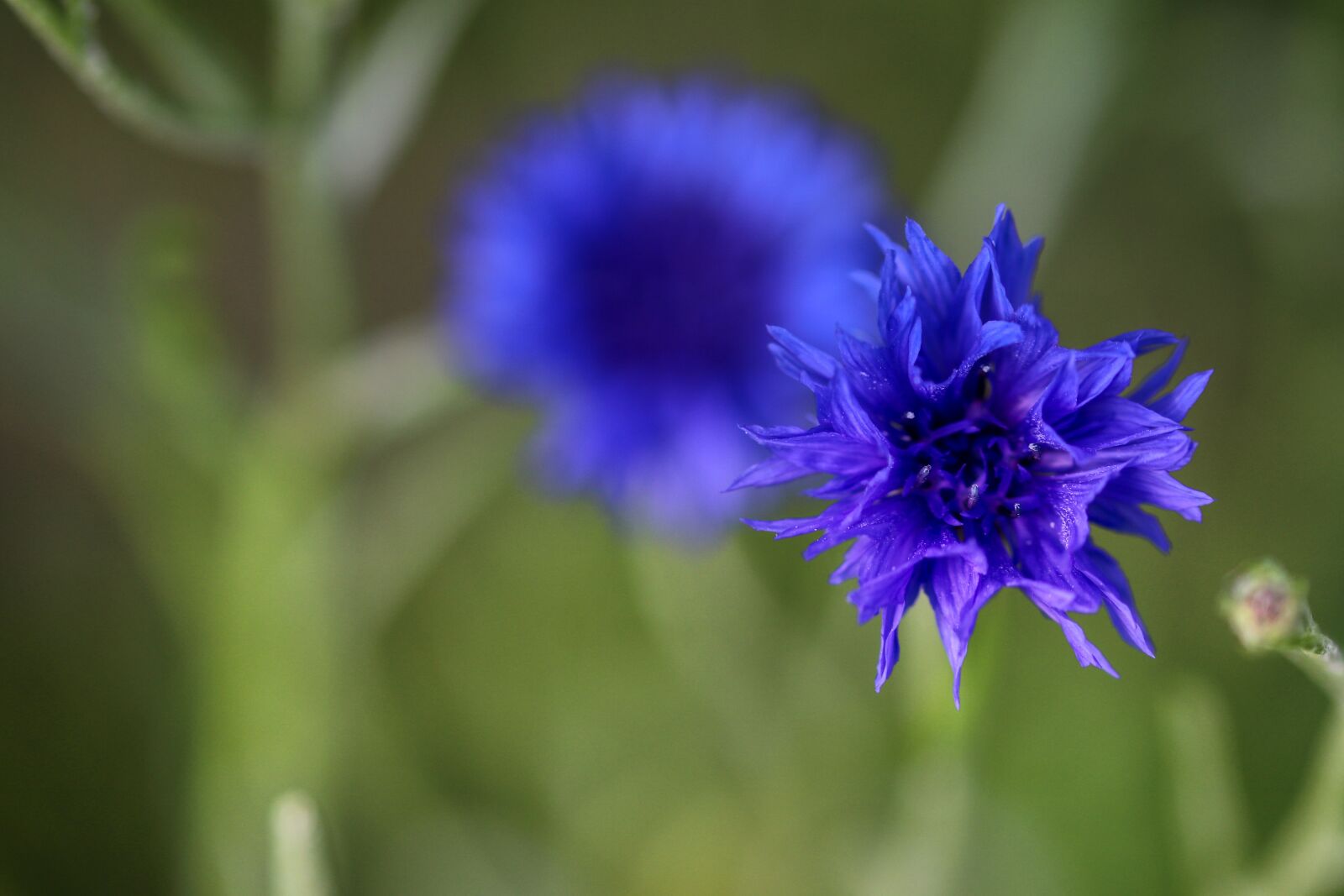 Canon EOS 80D sample photo. Blue, blossom, bloom photography
