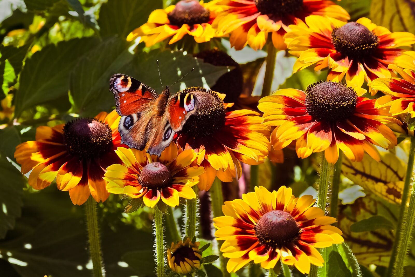 Olympus OM-D E-M10 sample photo. Flowers, coneflower, blossom photography
