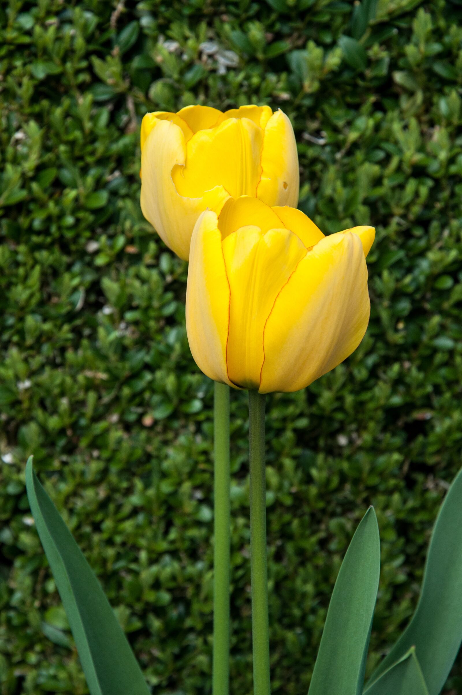 Nikon D90 sample photo. Tulip, nature, plant photography