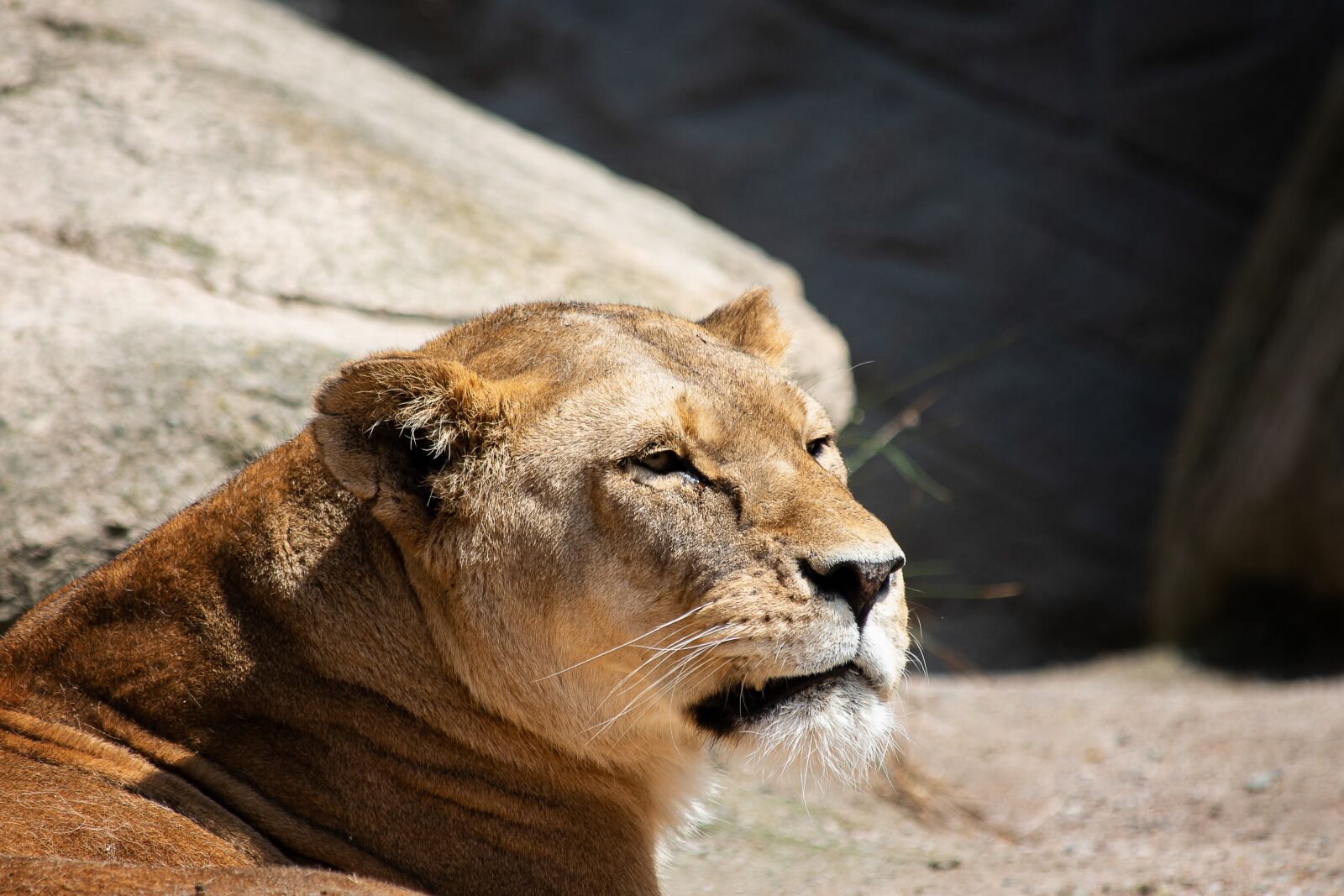 Canon EF 70-300mm F4-5.6 IS USM sample photo. Lioness, lion, mammal photography