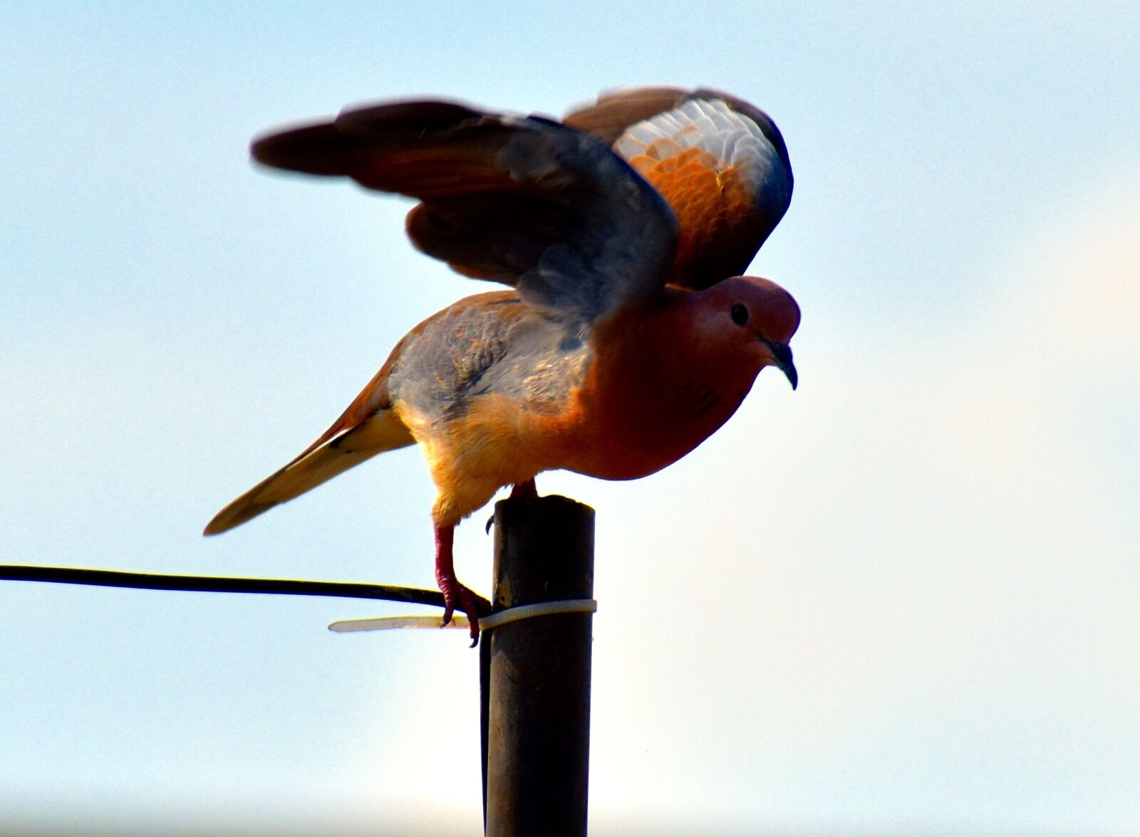Nikon D5600 sample photo. Laughing dove, indian dove photography