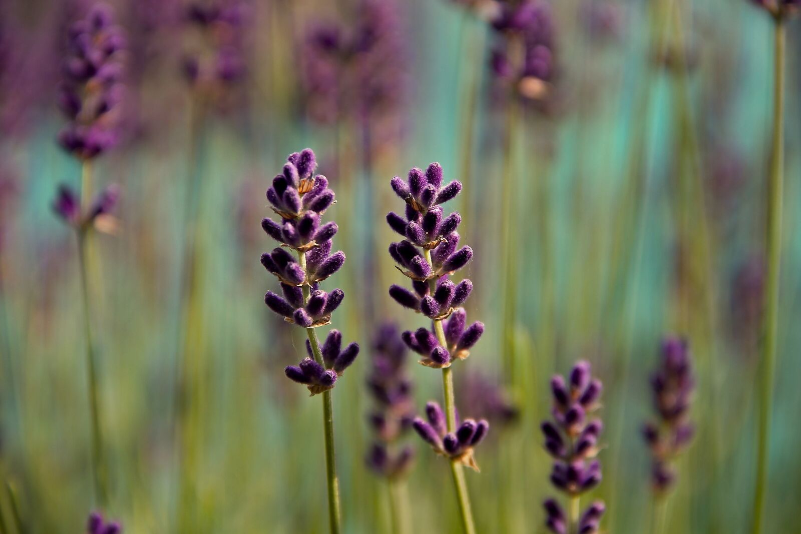Canon EOS 1100D (EOS Rebel T3 / EOS Kiss X50) sample photo. Lavender, violet, nature photography