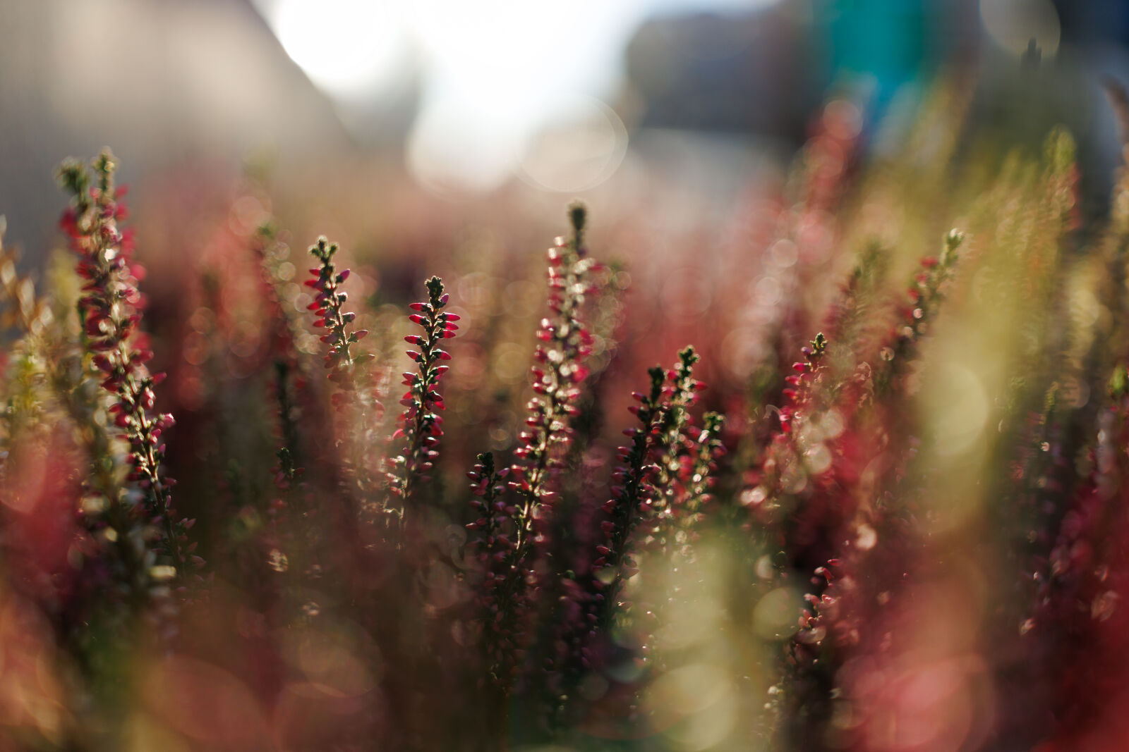 Canon RF 35mm F1.4 L VCM sample photo. Morning light bokeh photography