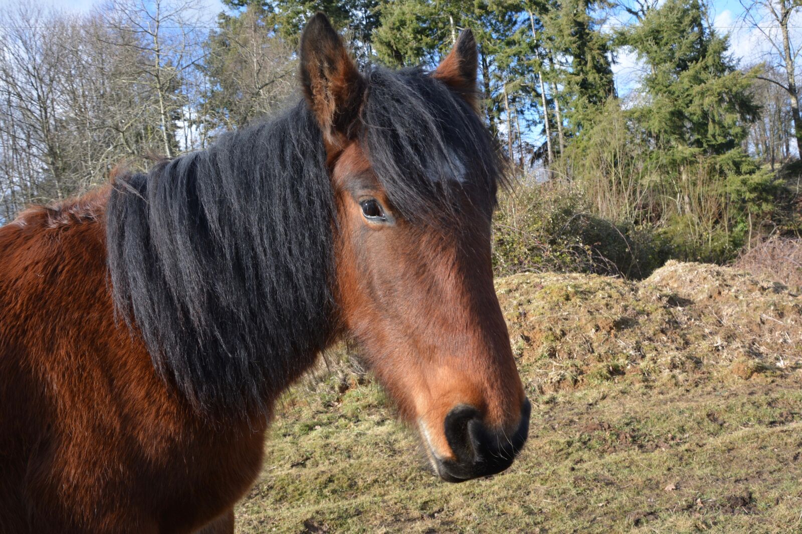 Nikon D5200 sample photo. Horse, brown, equine photography