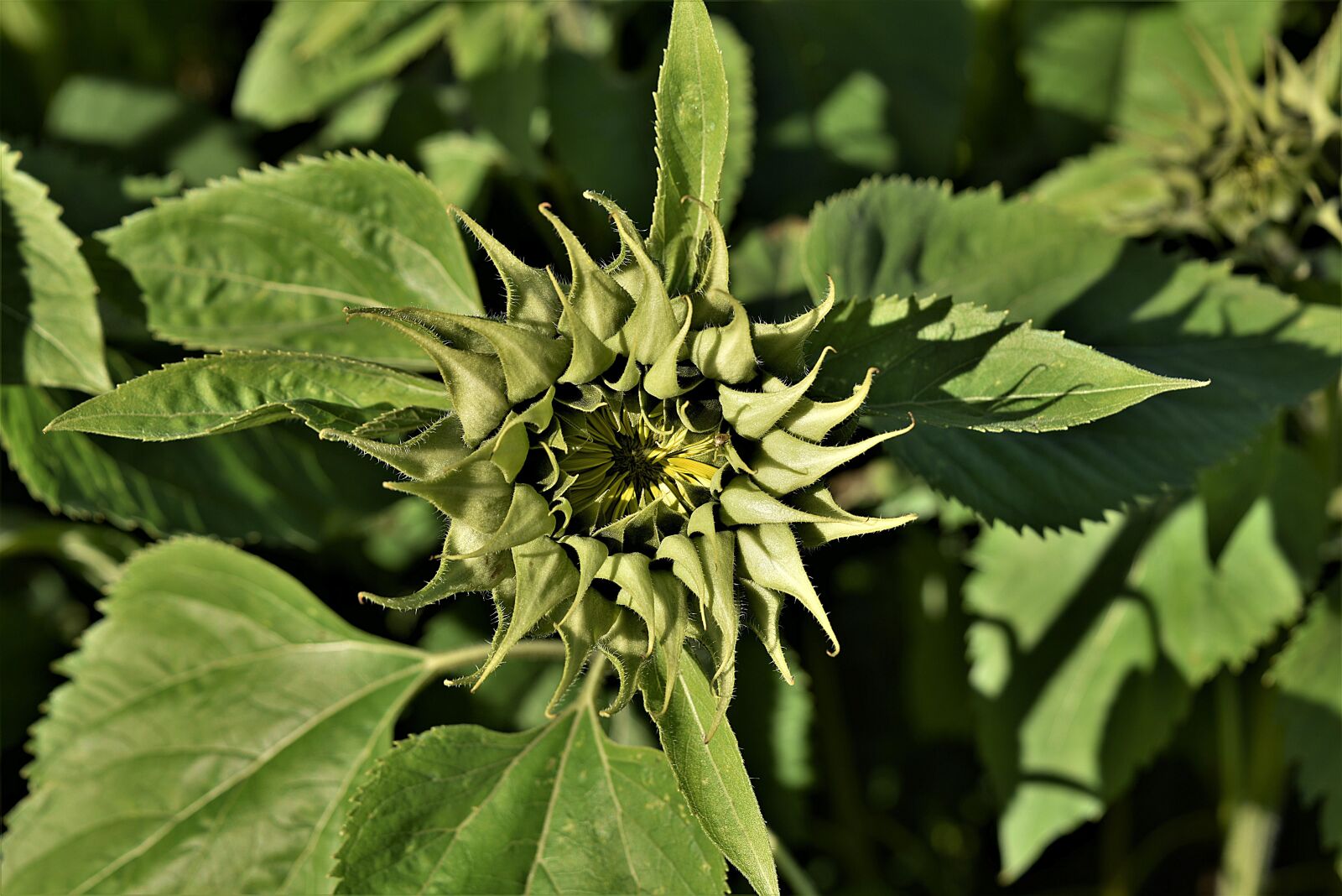 Nikon D750 sample photo. Bud, sunflower, petals photography