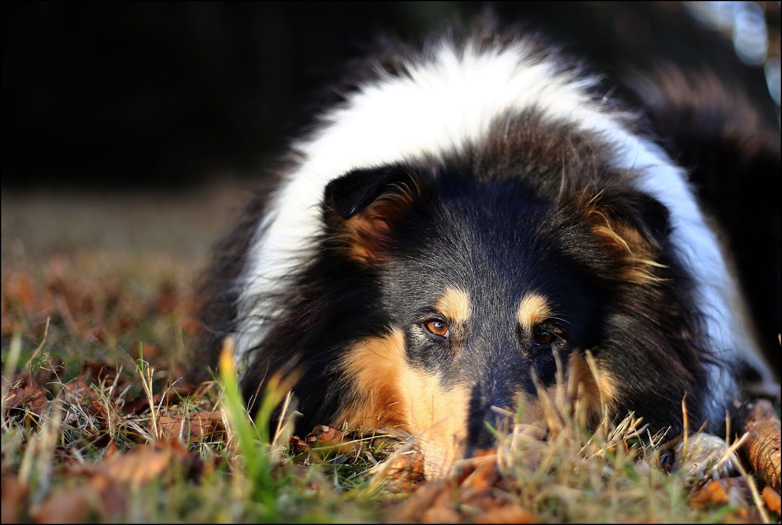 Canon EF 50mm F1.8 II sample photo. Collie, eyes, autumn photography