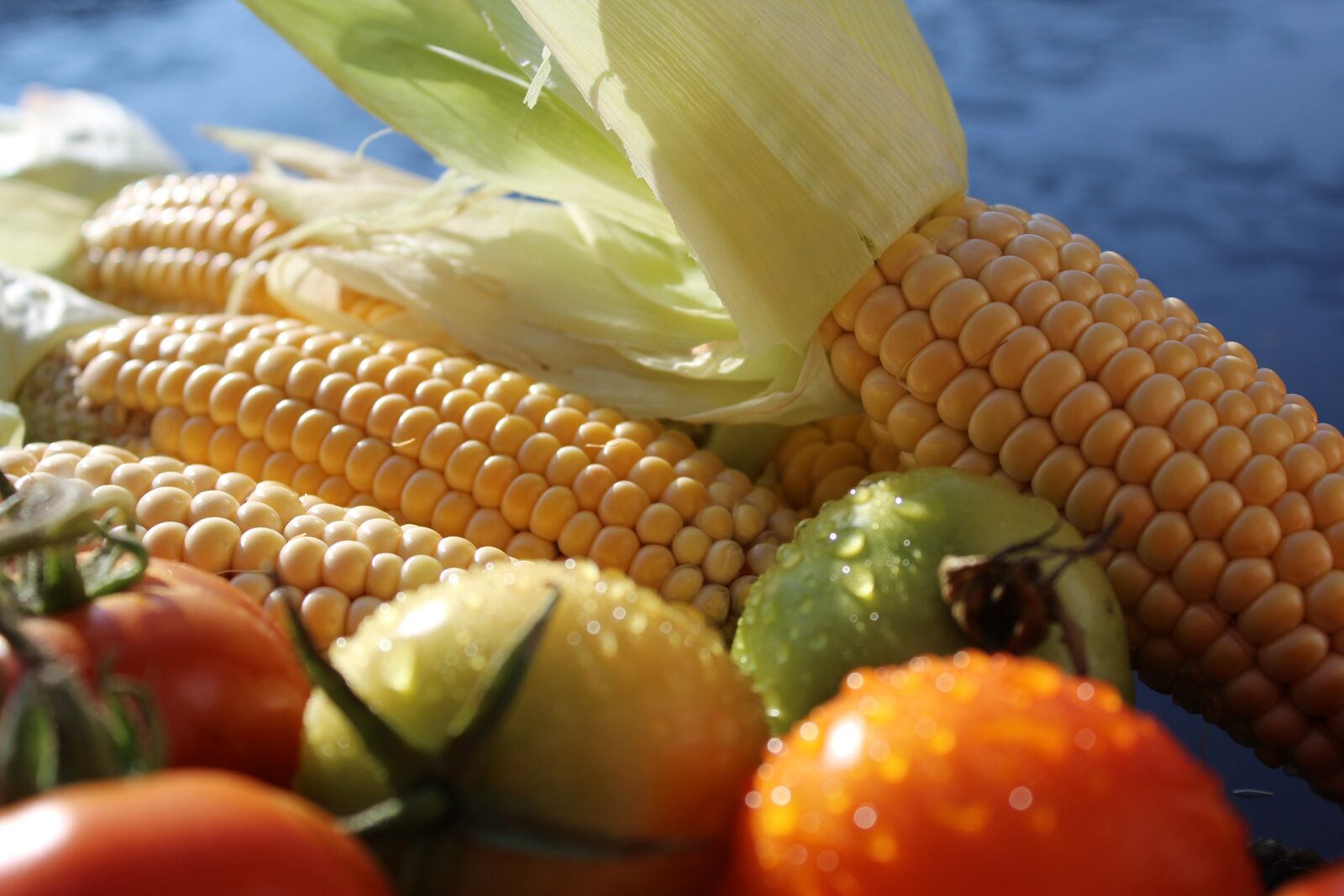 Canon EOS 1200D (EOS Rebel T5 / EOS Kiss X70 / EOS Hi) sample photo. Corn, corn on the photography