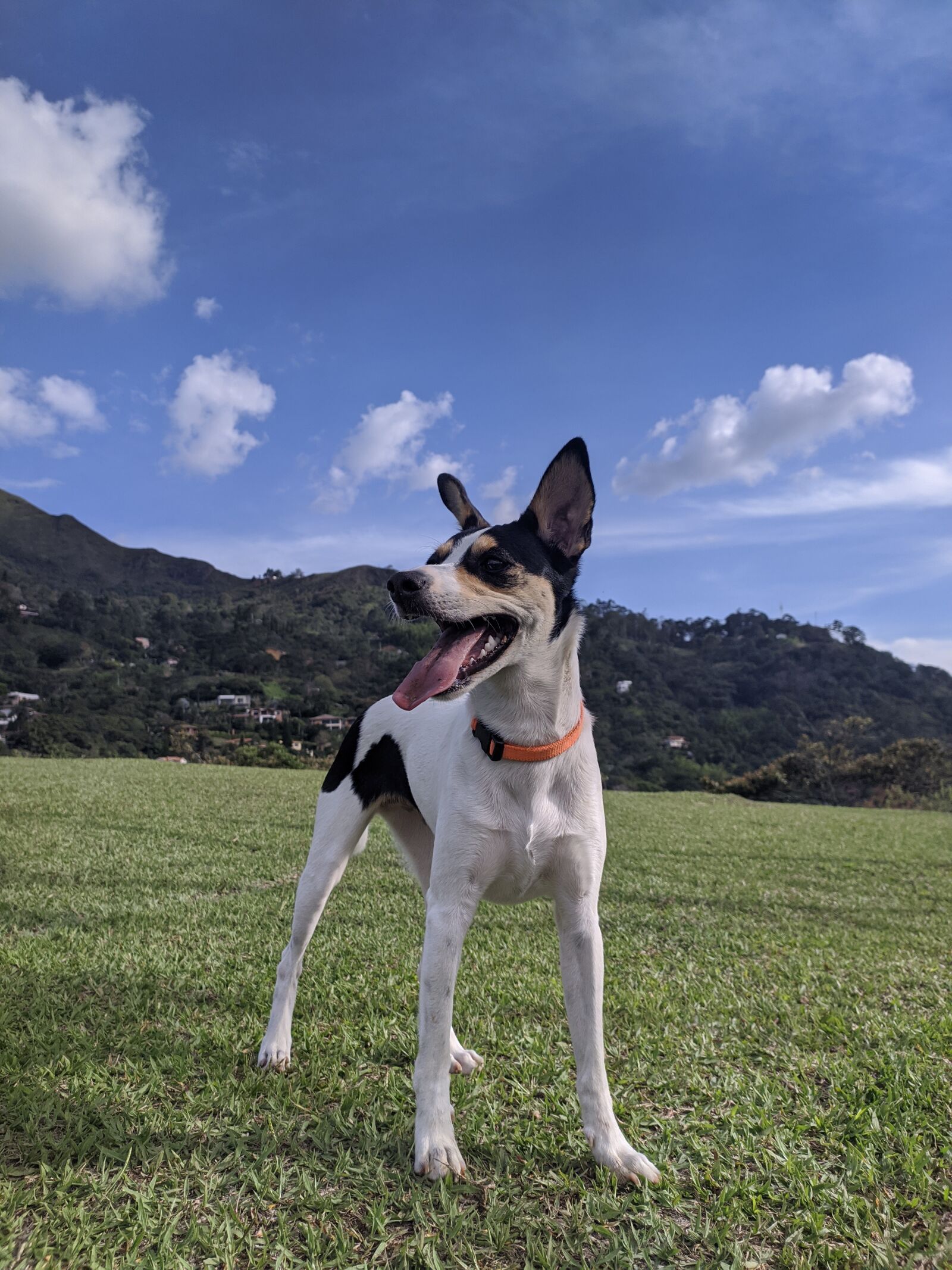 Xiaomi Redmi Note 8 sample photo