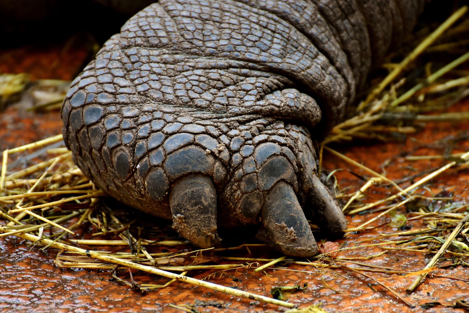 Nikon D7200 sample photo. Giant tortoises, foot, rear photography