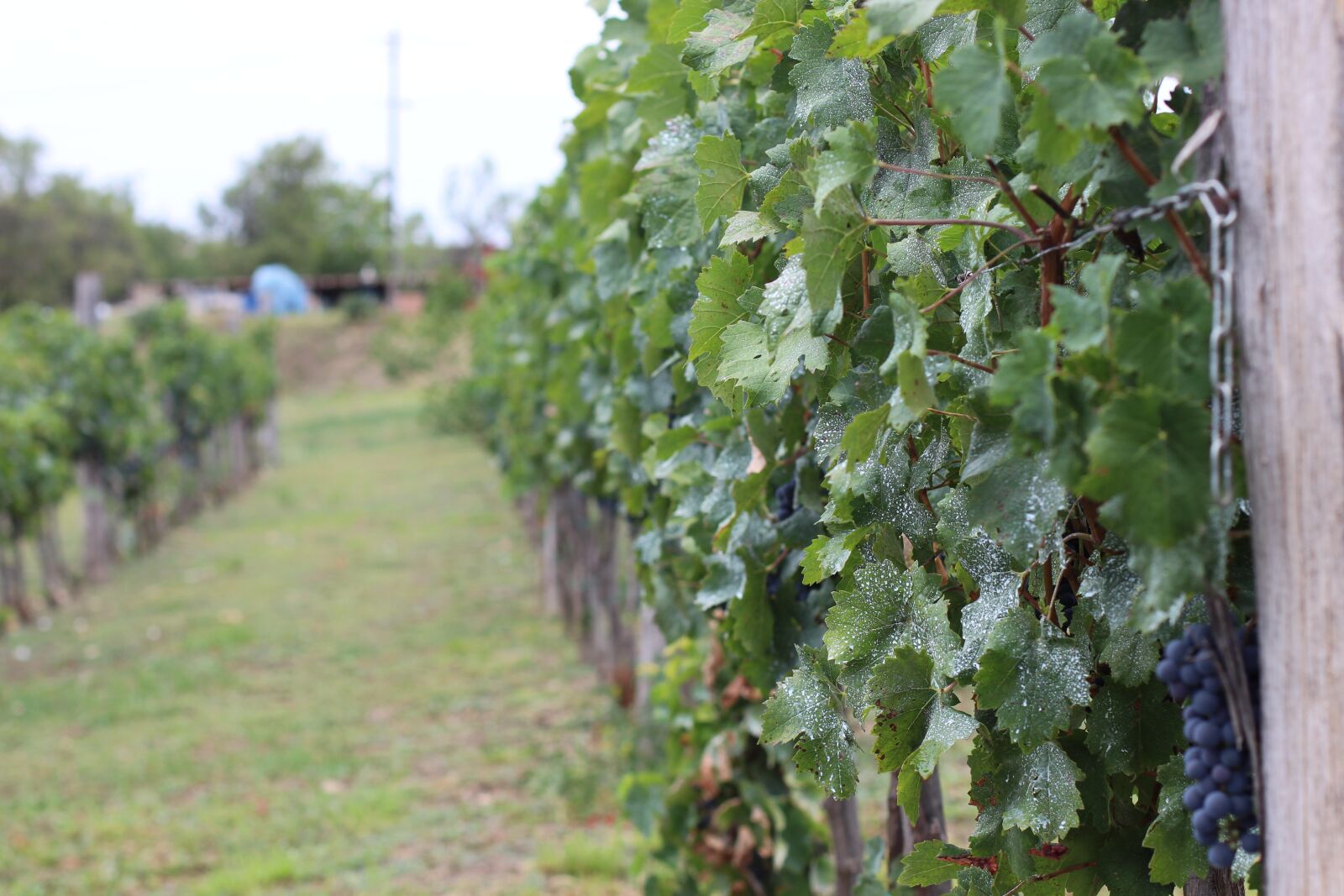 Canon EOS 700D (EOS Rebel T5i / EOS Kiss X7i) + Canon EF 50mm F1.4 USM sample photo. Wine, vineyard, weinreebe photography