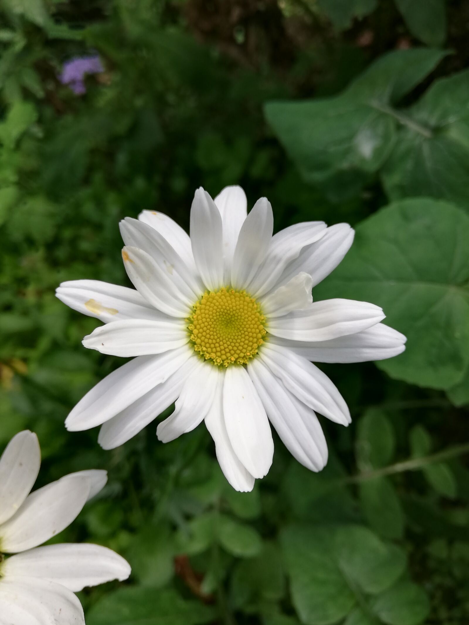 HUAWEI ANE-LX1 sample photo. Flower, daisy, day photography